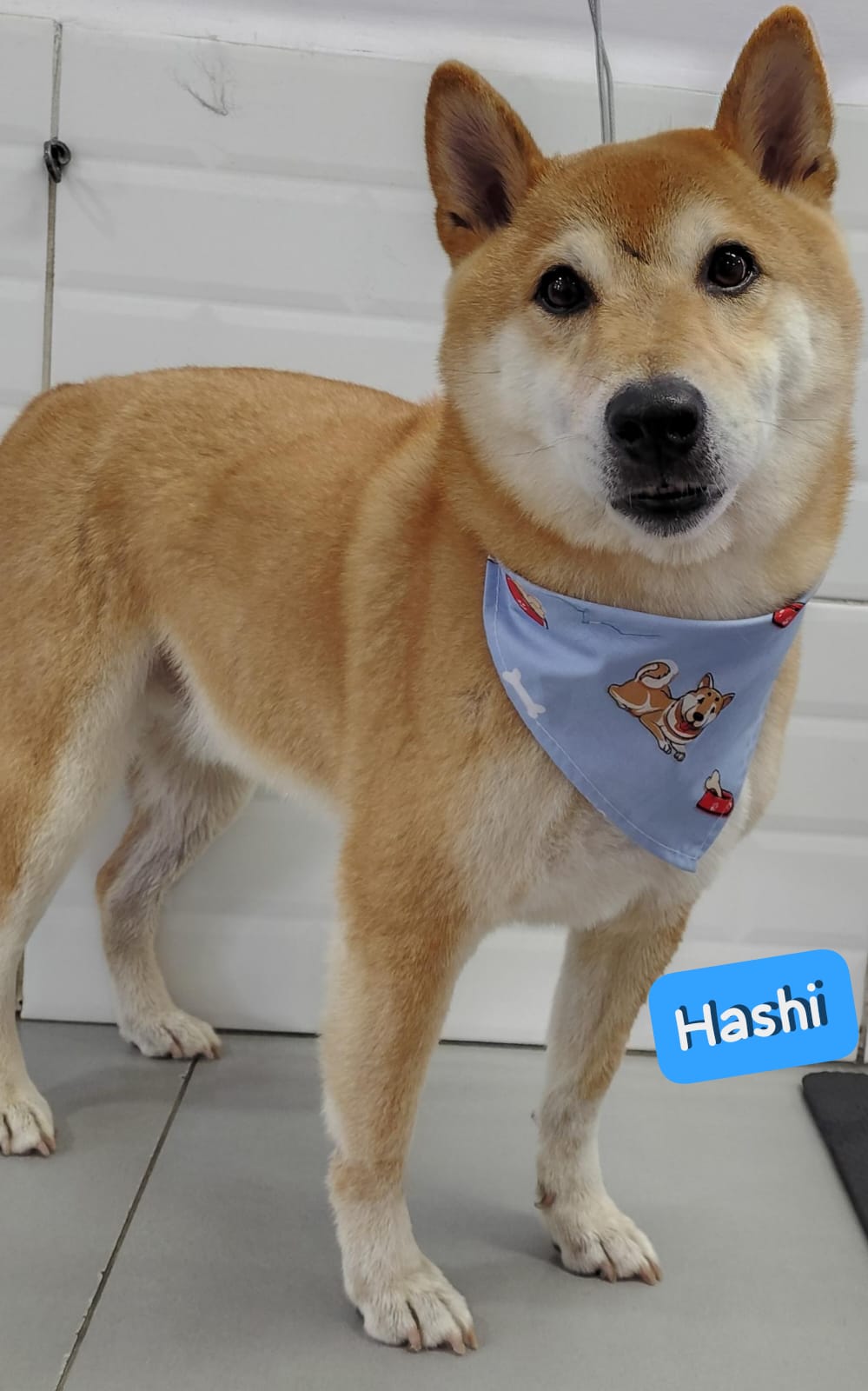 Foto do dia 22/04/2026 14:54  na clínica Animal House