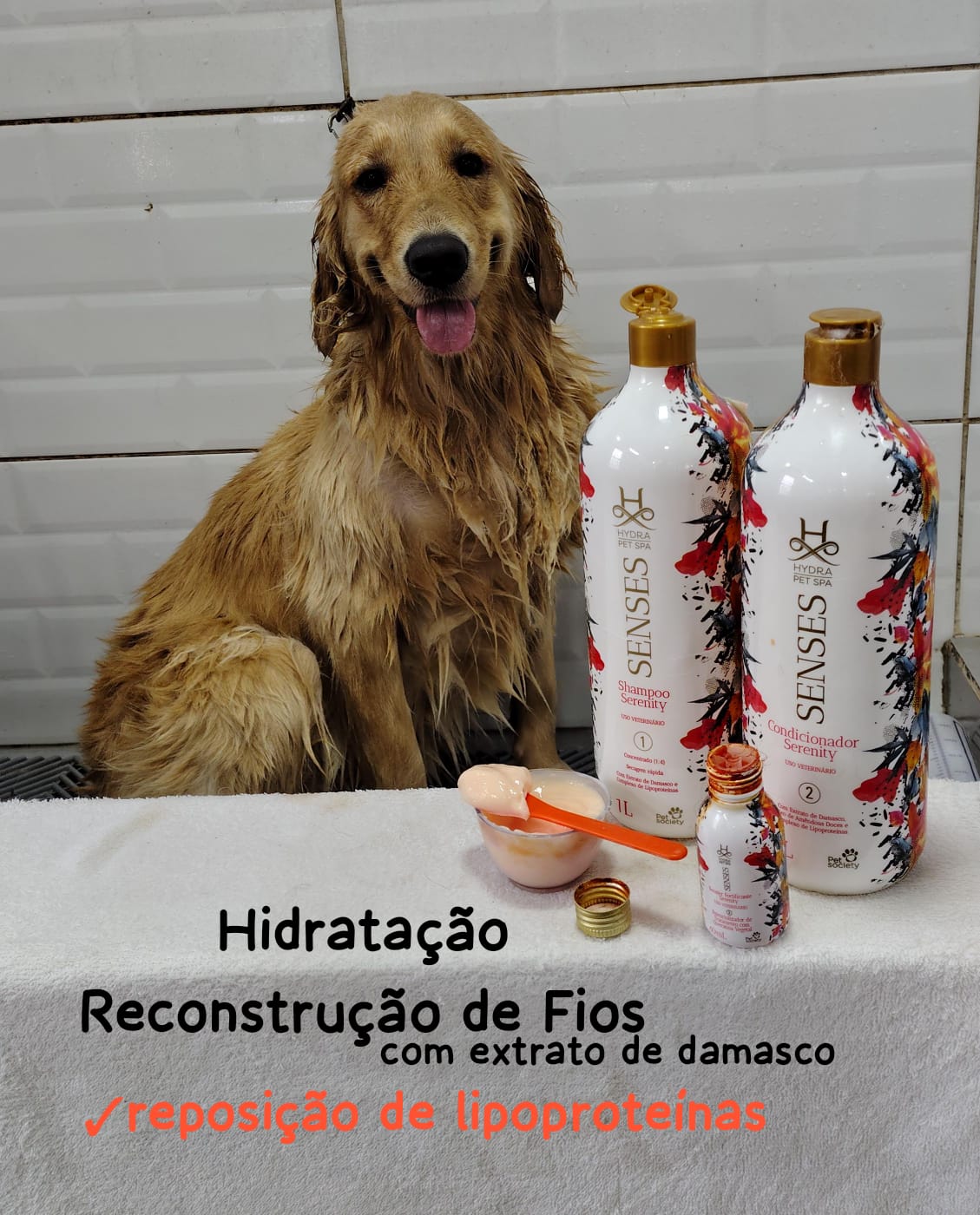 Foto do dia 22/04/2026 14:54  na clínica Animal House