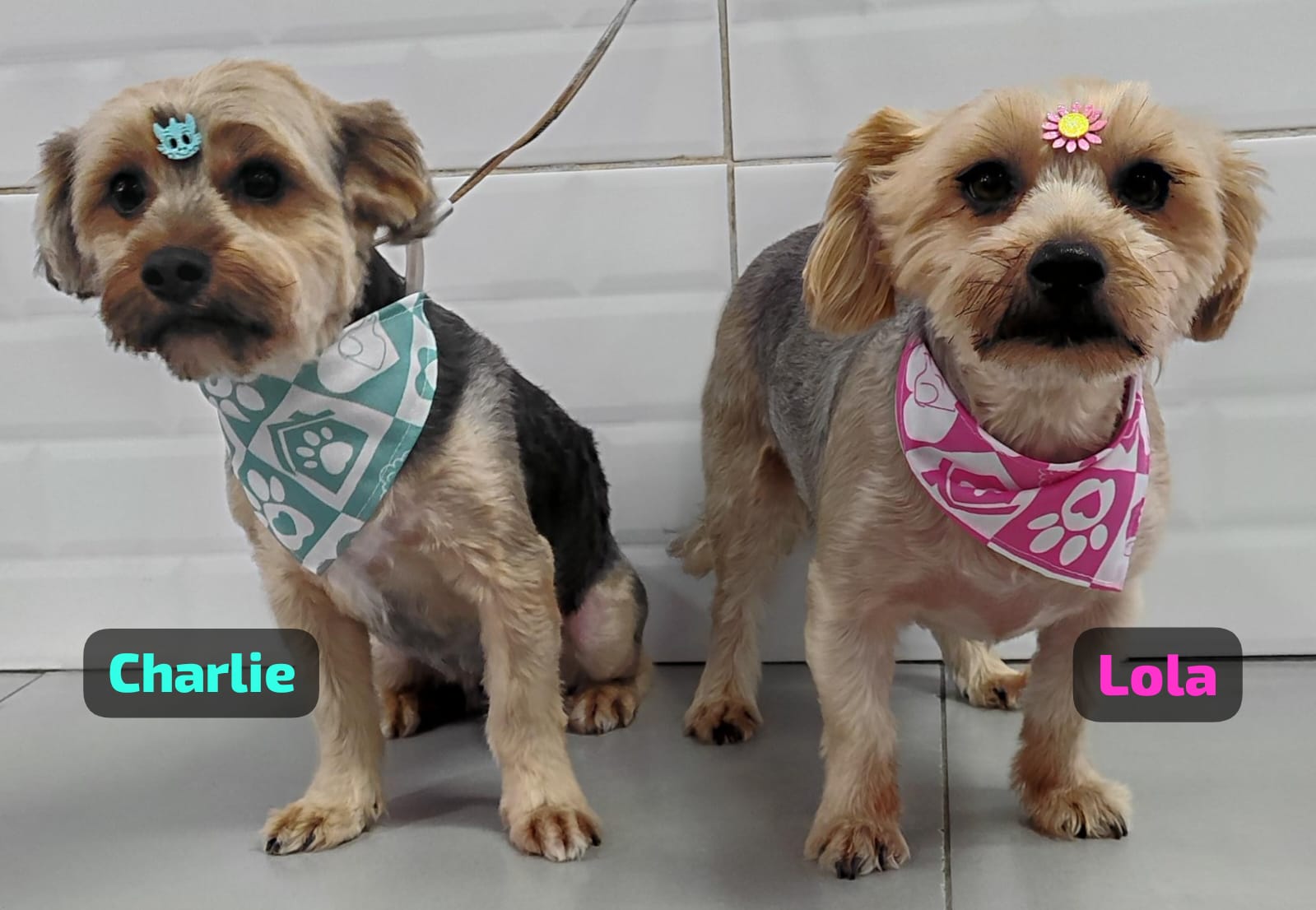 Foto do dia 22/04/2026 17:11  na clínica Animal House