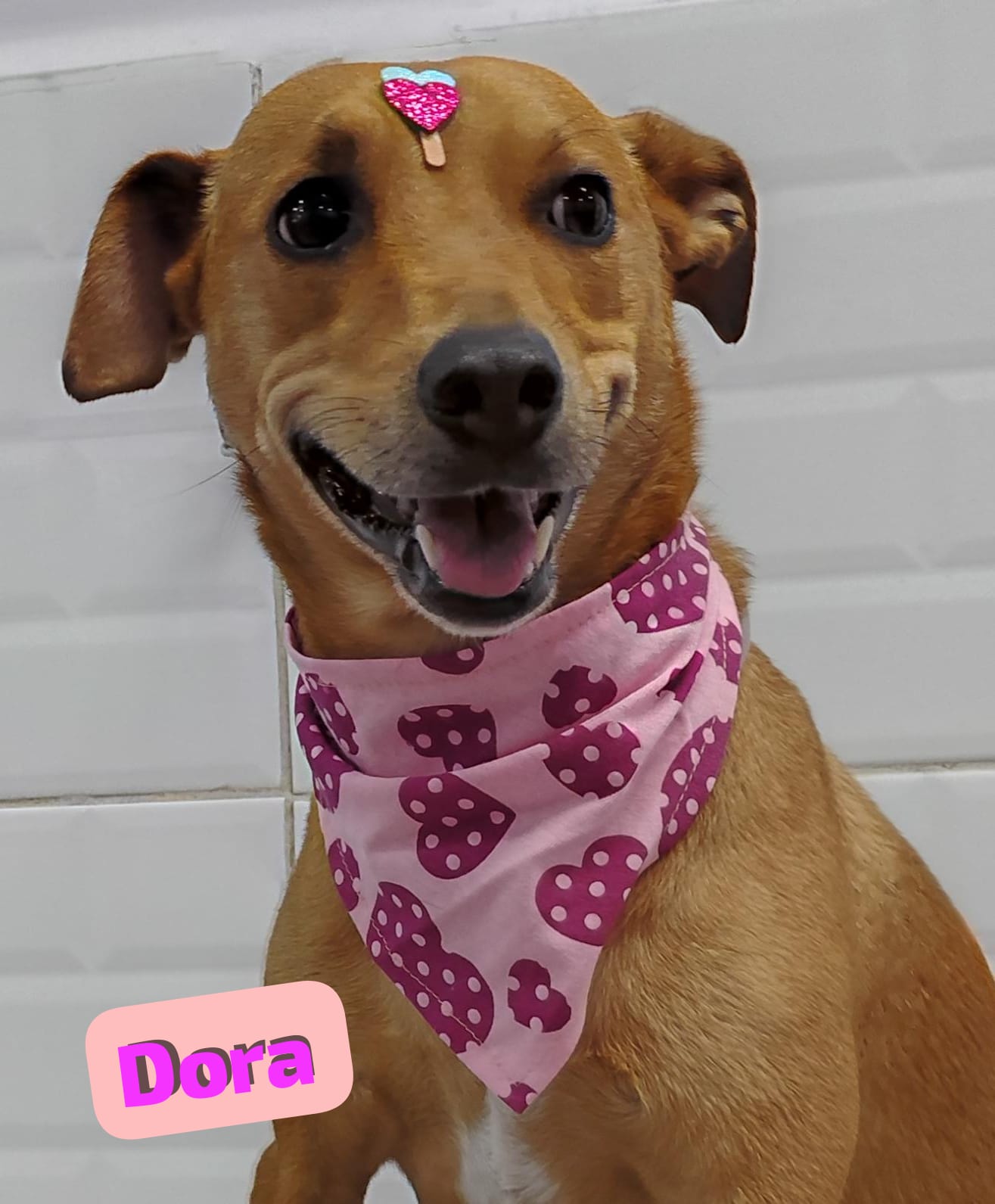 Foto do dia 22/04/2026 17:11  na clínica Animal House