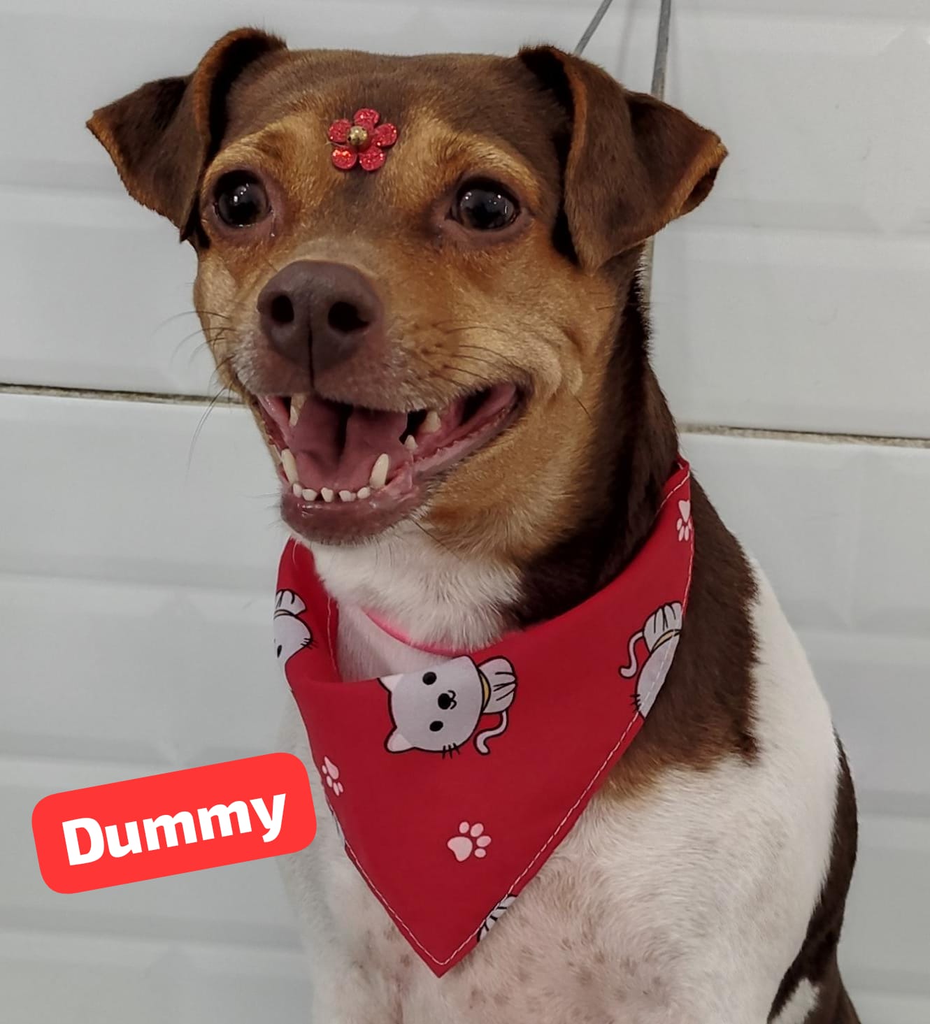 Foto do dia 23/04/2026 11:52  na clínica Animal House