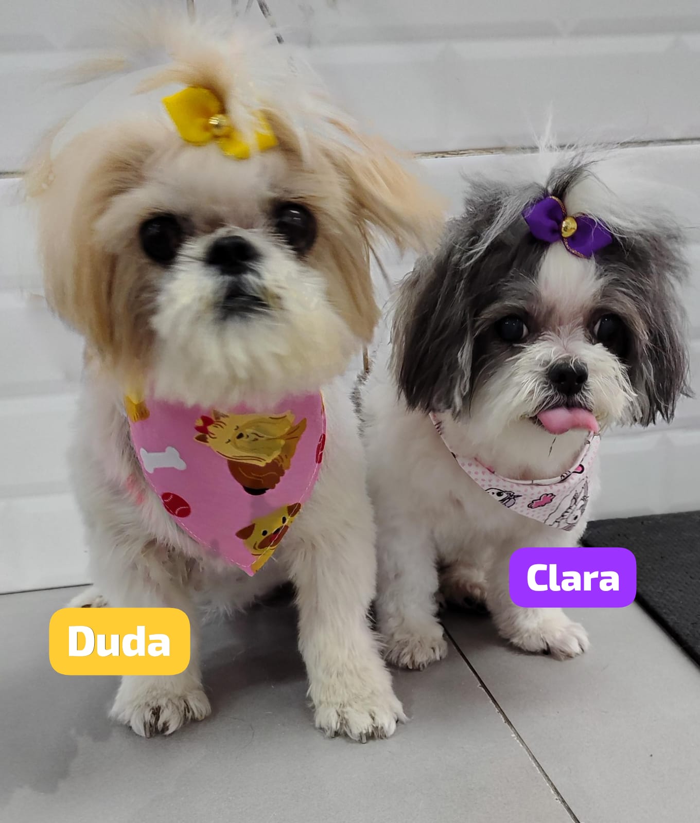 Foto do dia 23/04/2026 17:43  na clínica Animal House