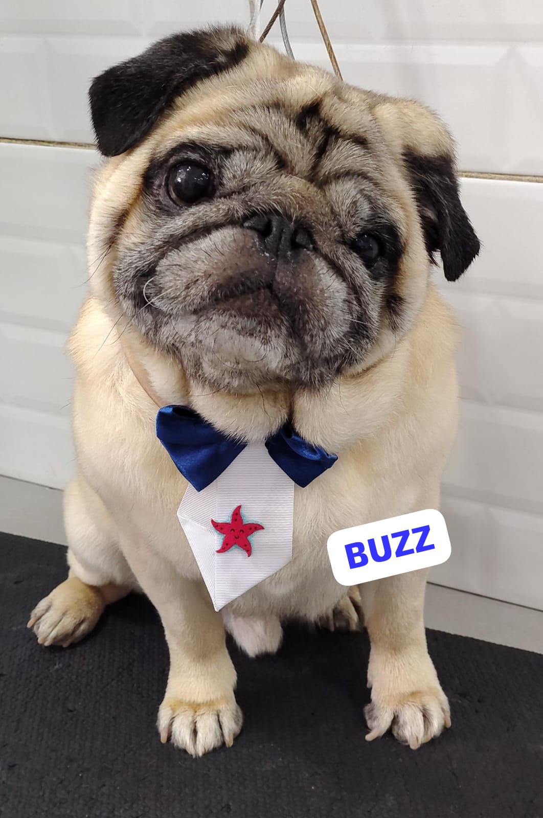 Foto do dia 23/04/2026 17:43  na clínica Animal House