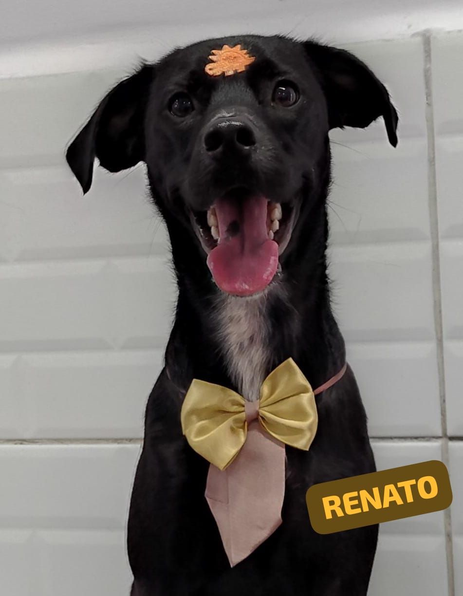 Foto do dia 23/04/2026 17:43  na clínica Animal House