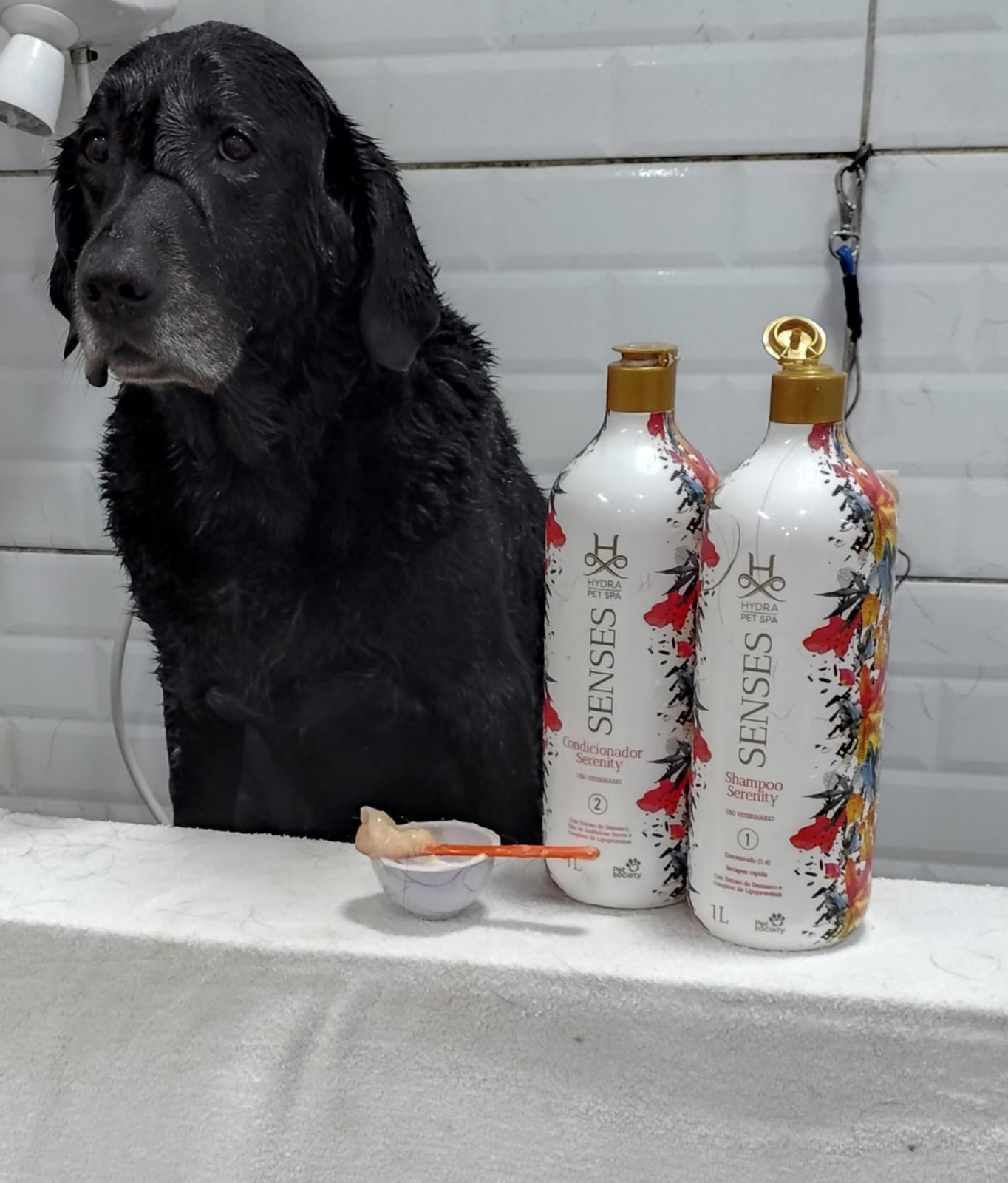 Foto do dia 25/04/2026 09:22  na clínica Animal House