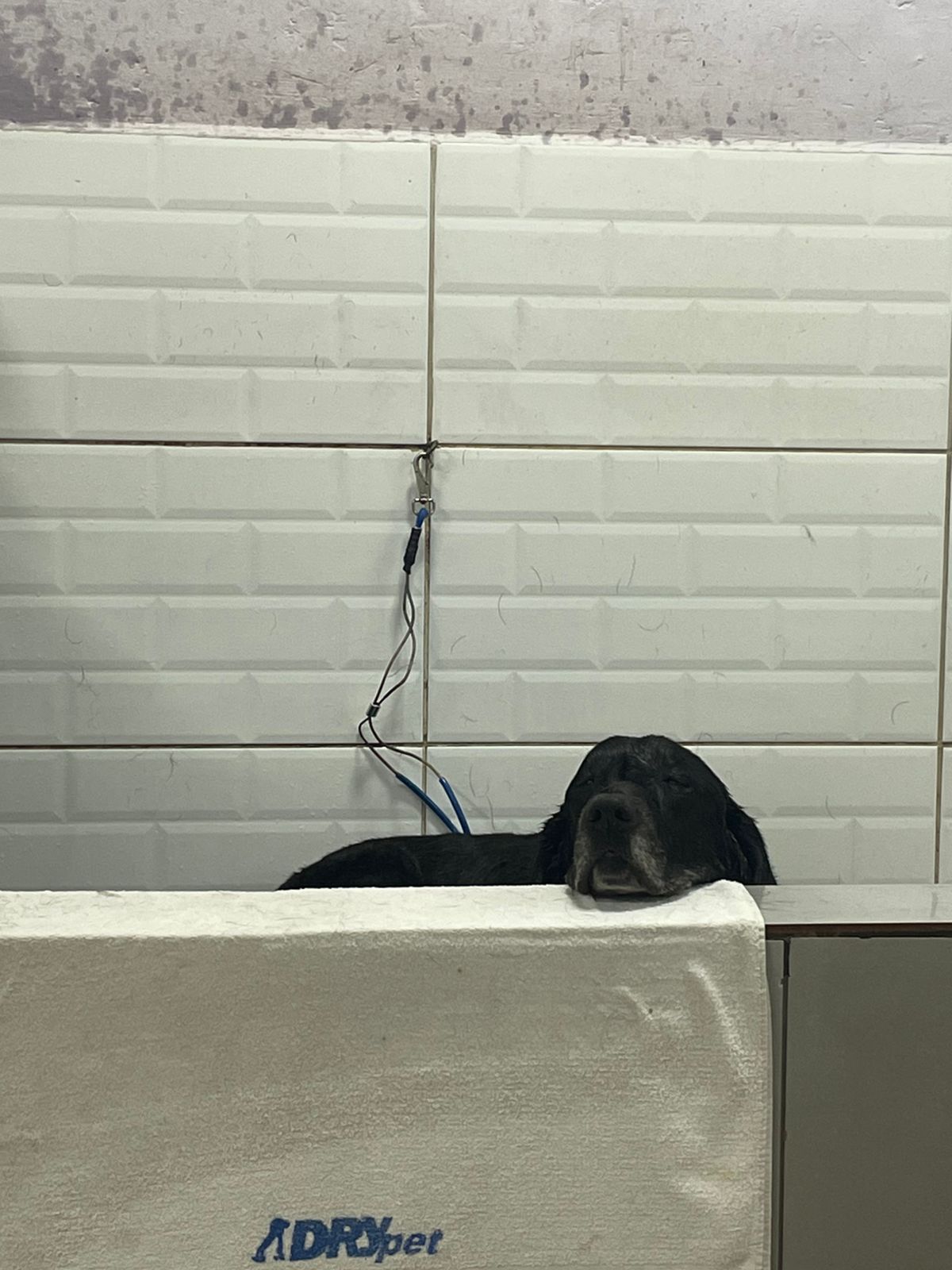 Foto do dia 25/04/2026 09:22  na clínica Animal House