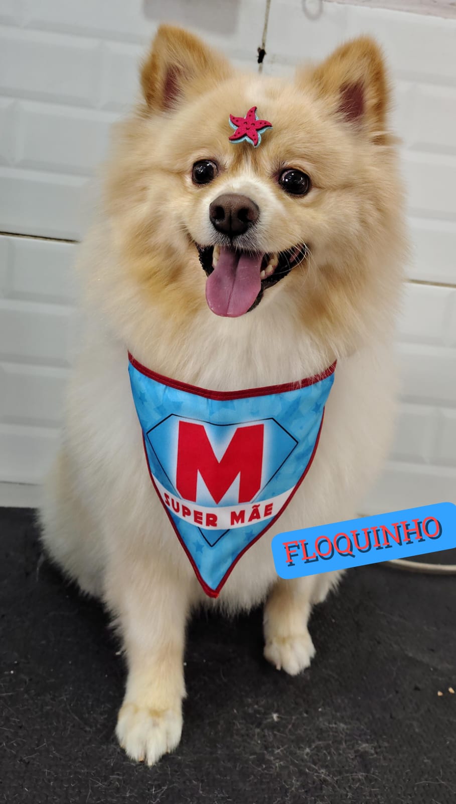 Foto do dia 27/04/2026 18:13  na clínica Animal House