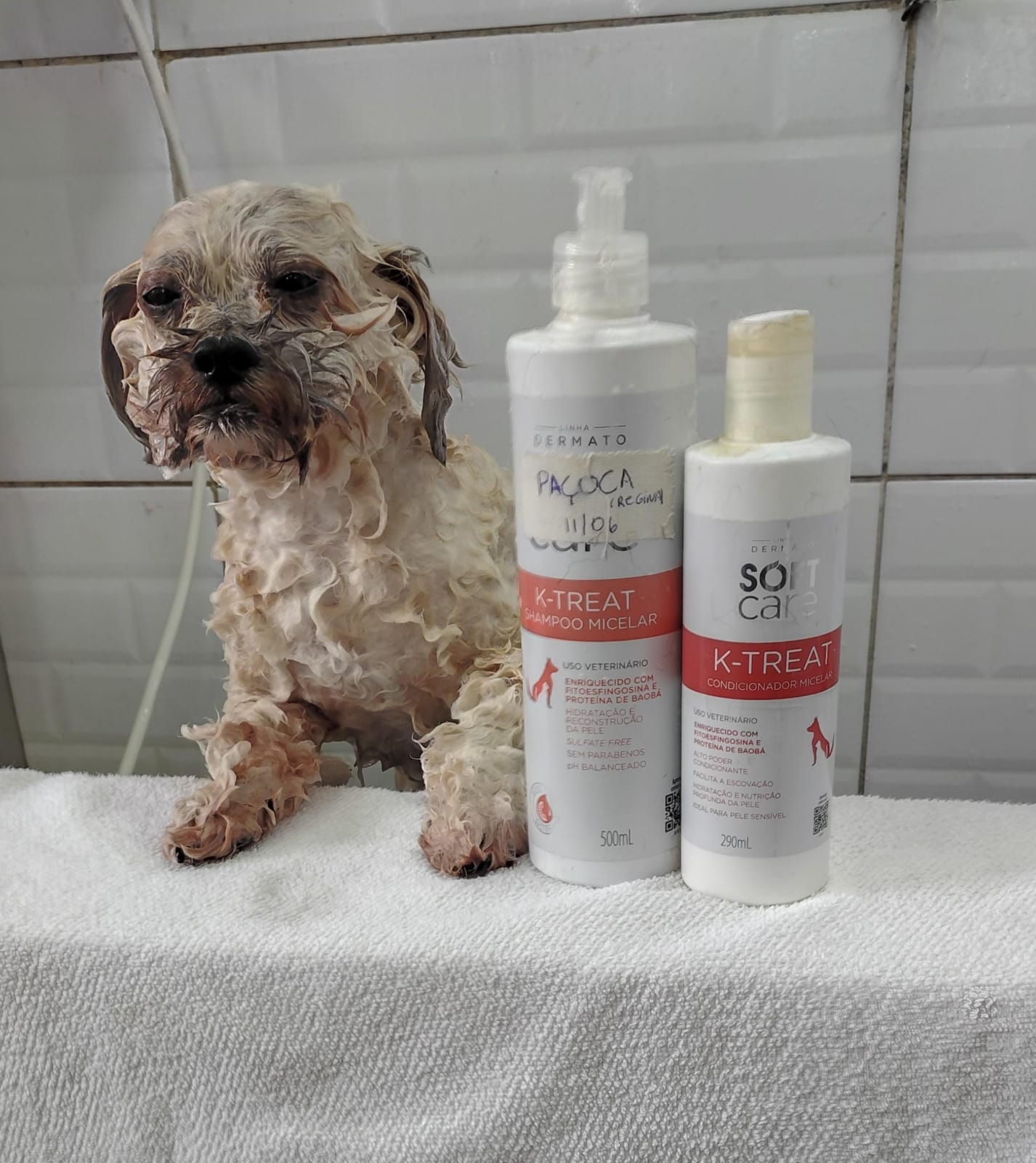 Foto do dia 13/08/2026 12:15  na clínica Animal House