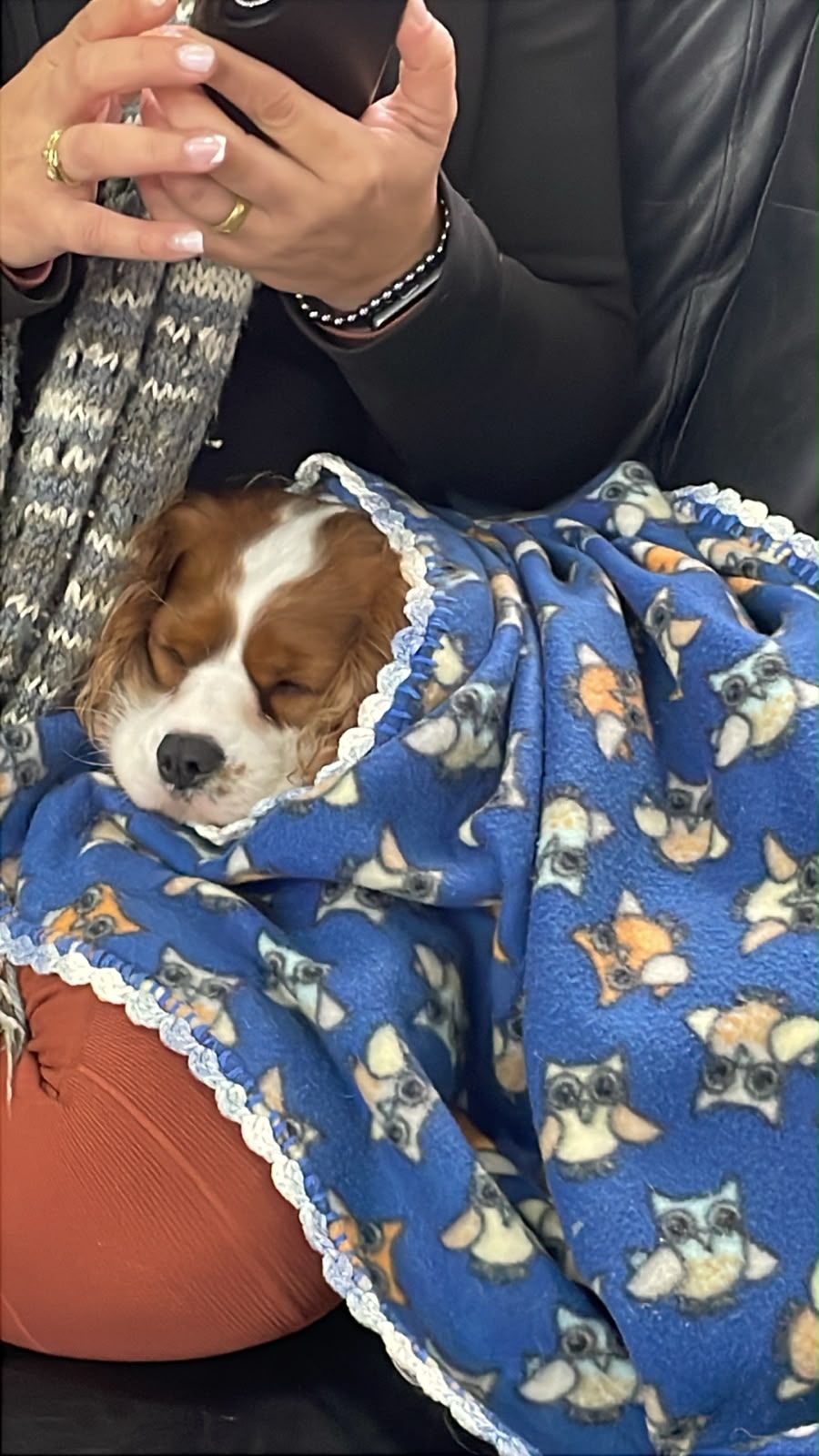 senhor amado, na vida passada era um bicho preguiça