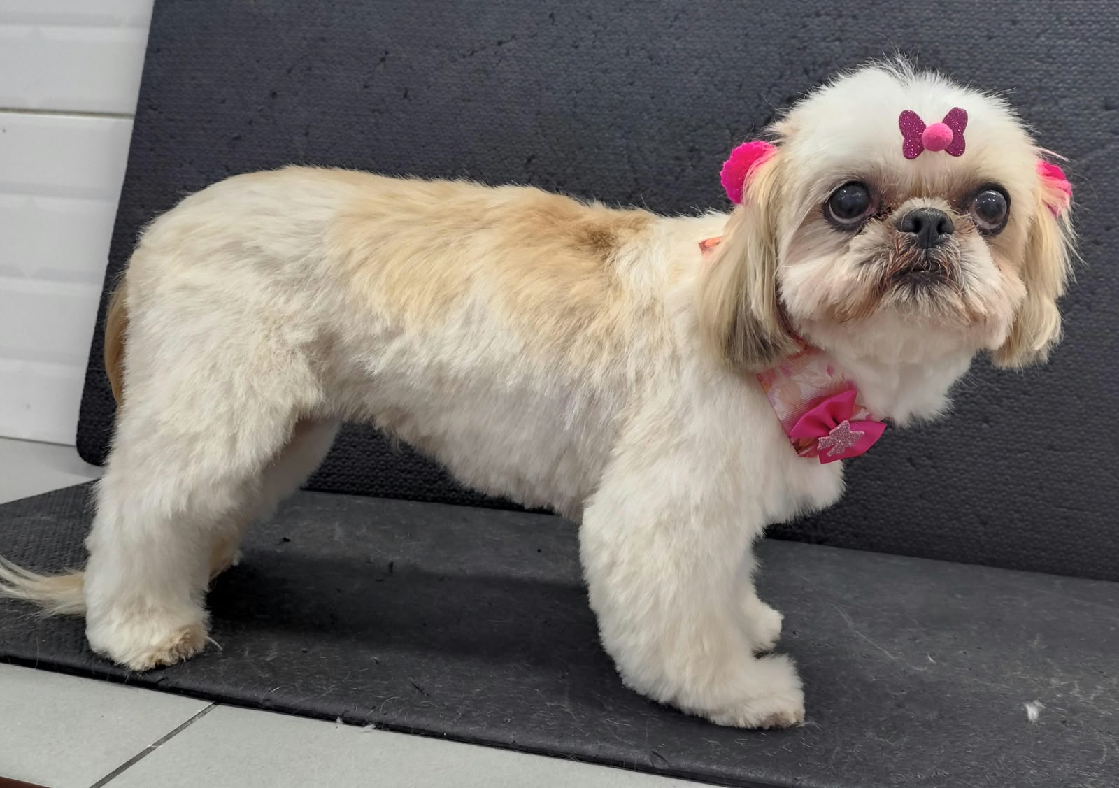 Pet na Animal House, em Santo André, no dia 20/10/2026