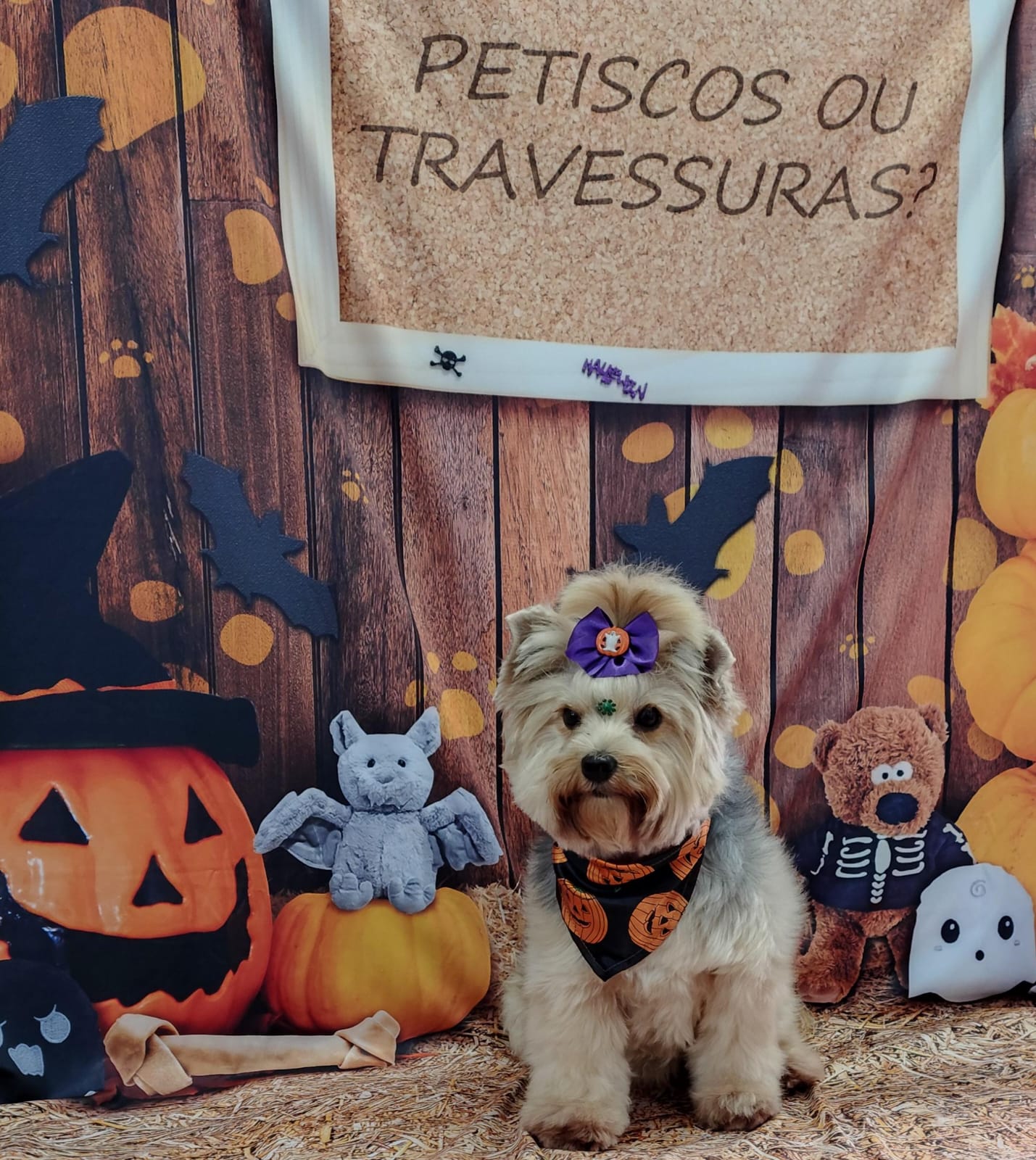 Pet na creche e clínica veterinária Animal House, em Santo André