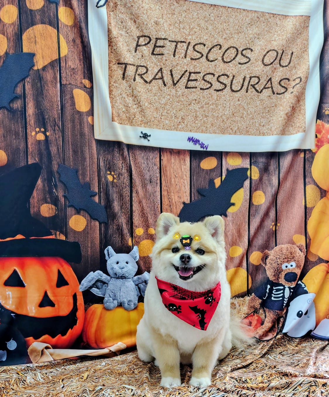 Pet na Animal House, em Santo André, no dia 22/10/2026