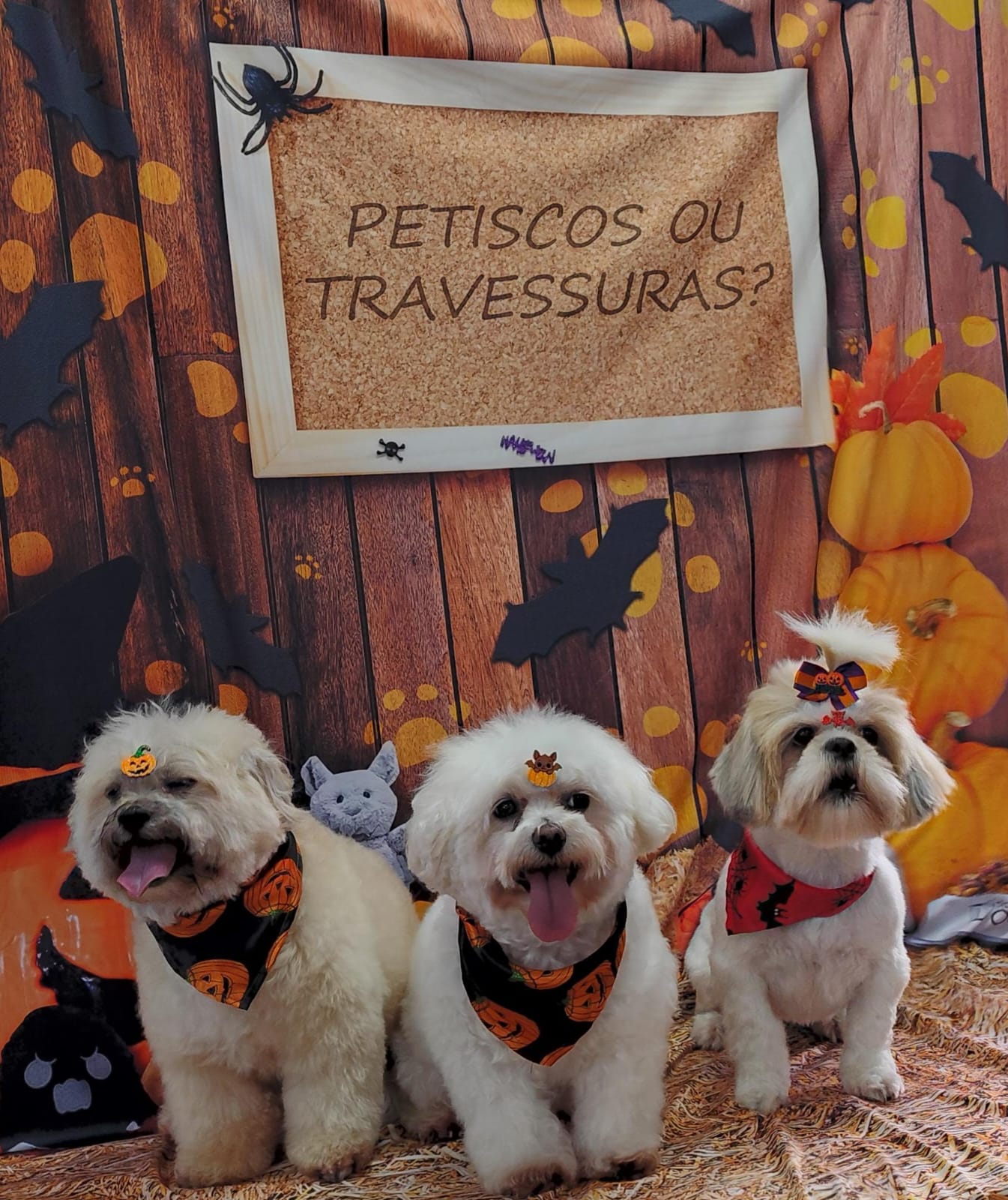 Pet na Animal House, em Santo André, no dia 22/10/2026