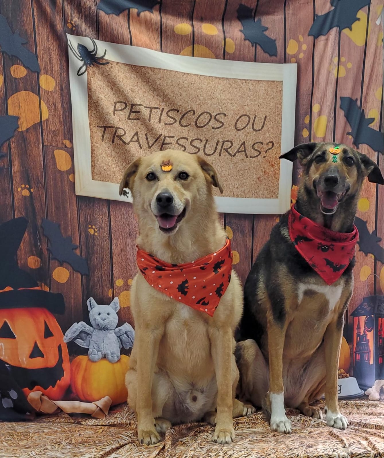 Pet na Animal House, em Santo André, no dia 22/10/2026