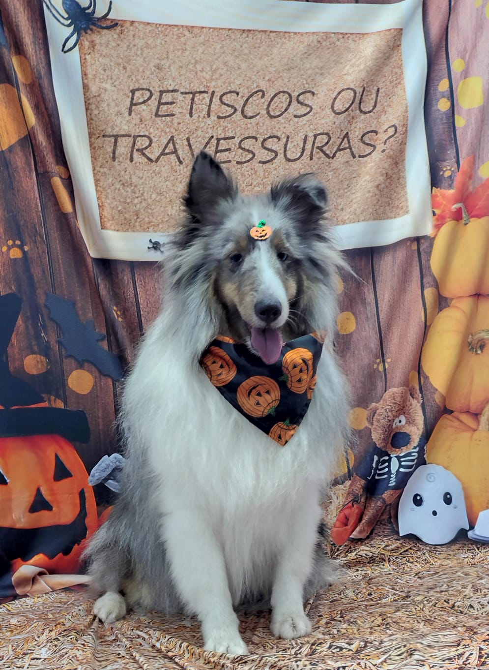 Pet na creche e clínica veterinária Animal House, em Santo André