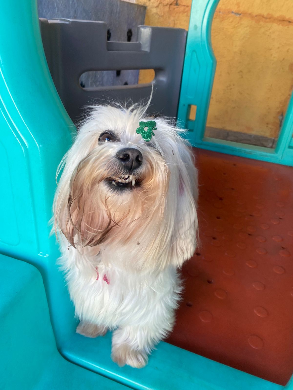 Buny da um sorriso pra foto😬