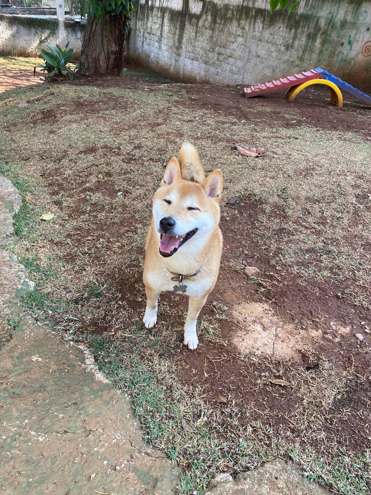 Hashi