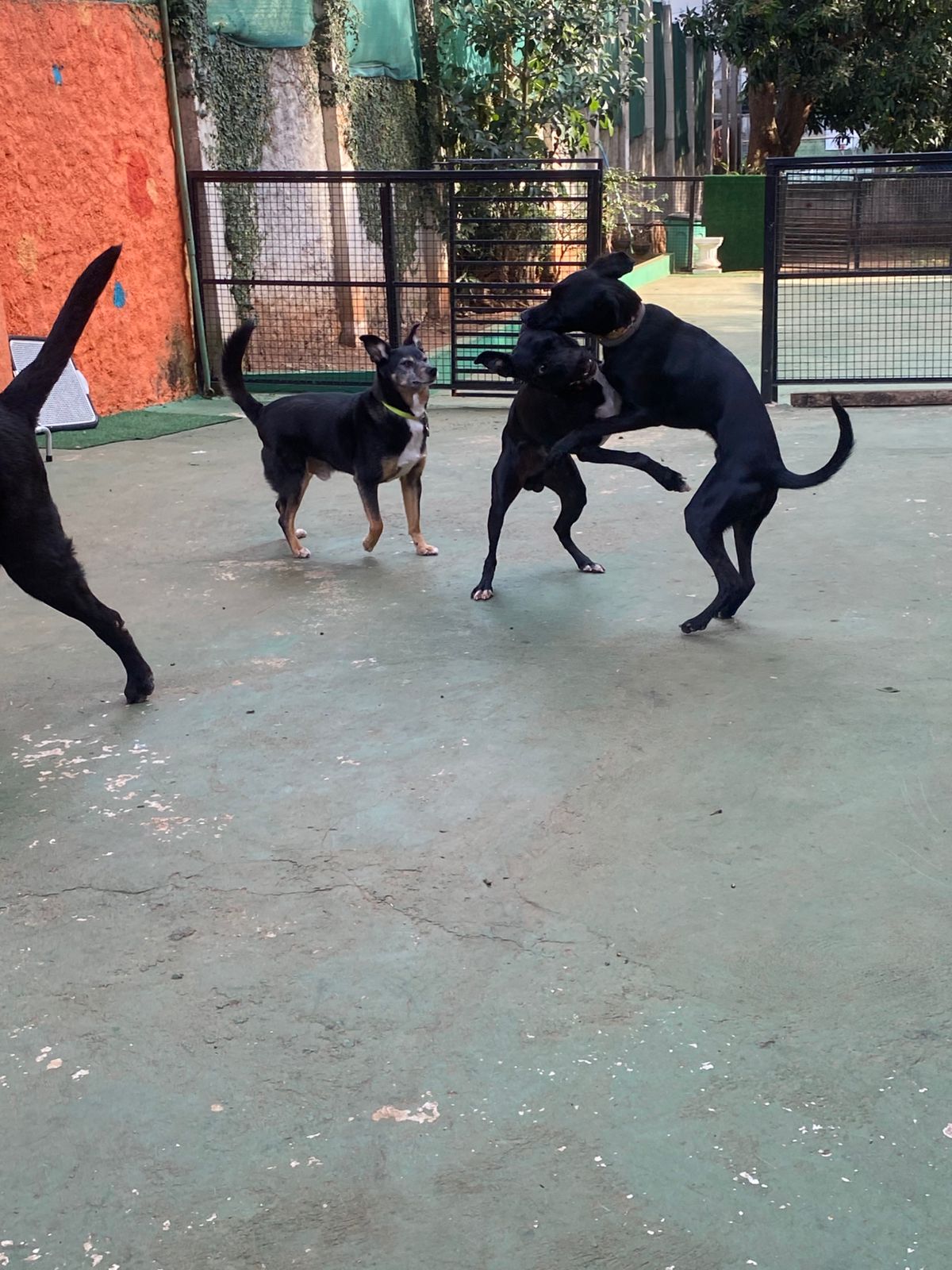 O bigo ta e doido p dança junto