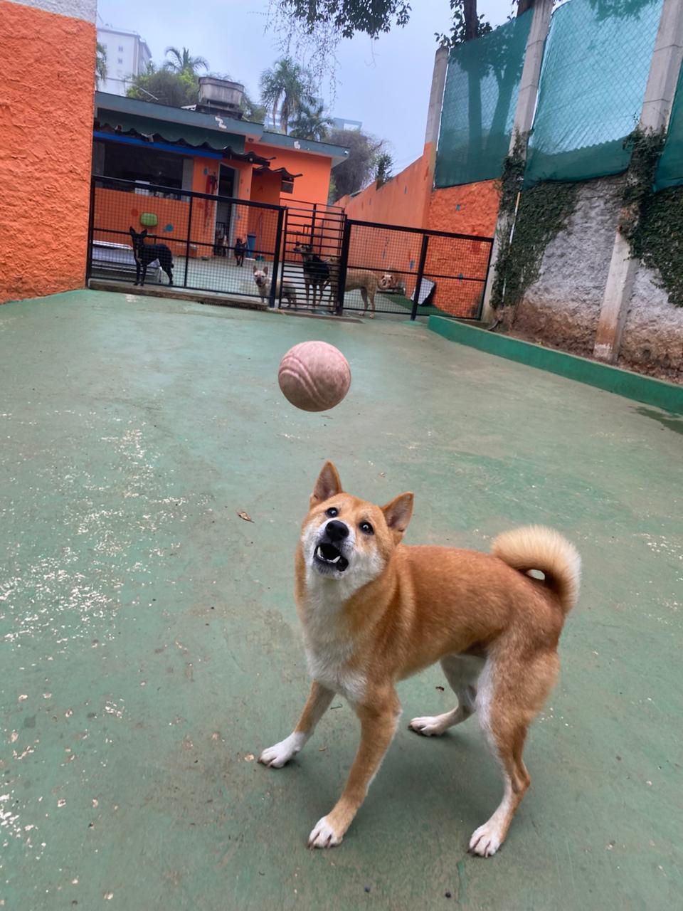 Yoshi