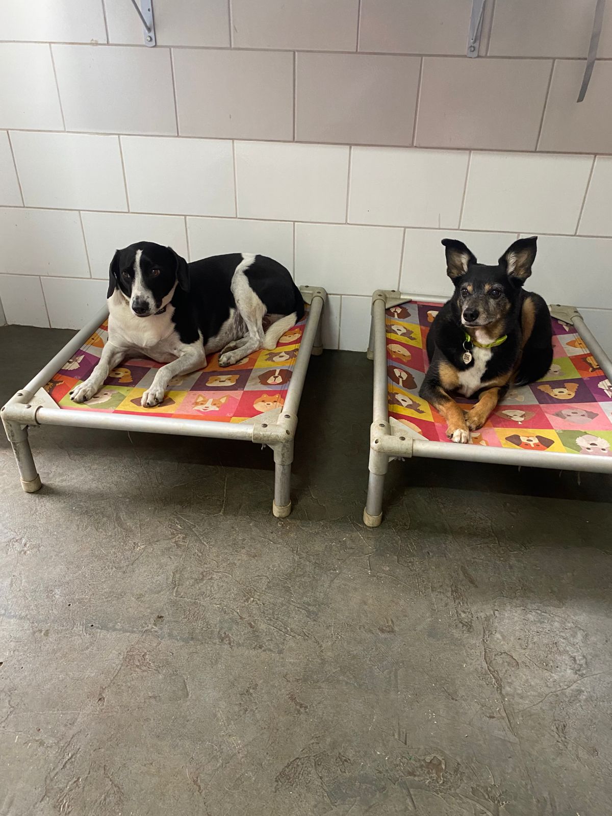 Os dois vendo e julgando