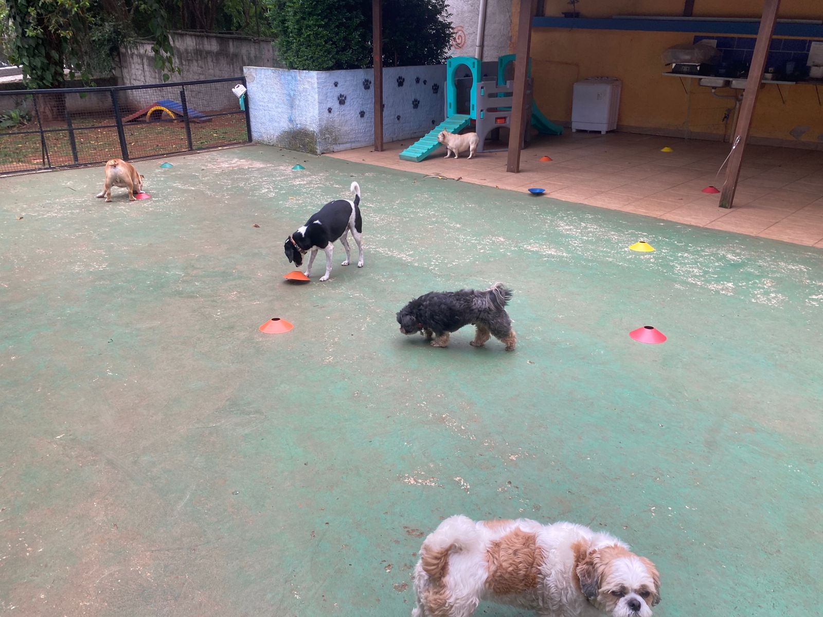 Foto do dia 05/11/2025 17:02  na clínica Animal House