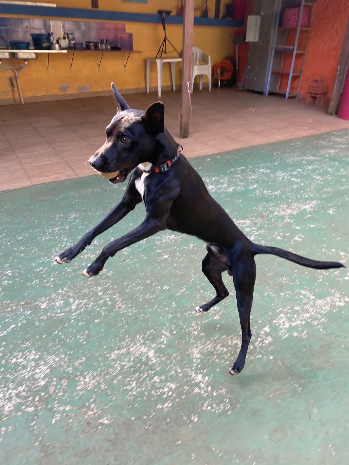 Foto do dia 07/11/2025 16:40  na clínica Animal House