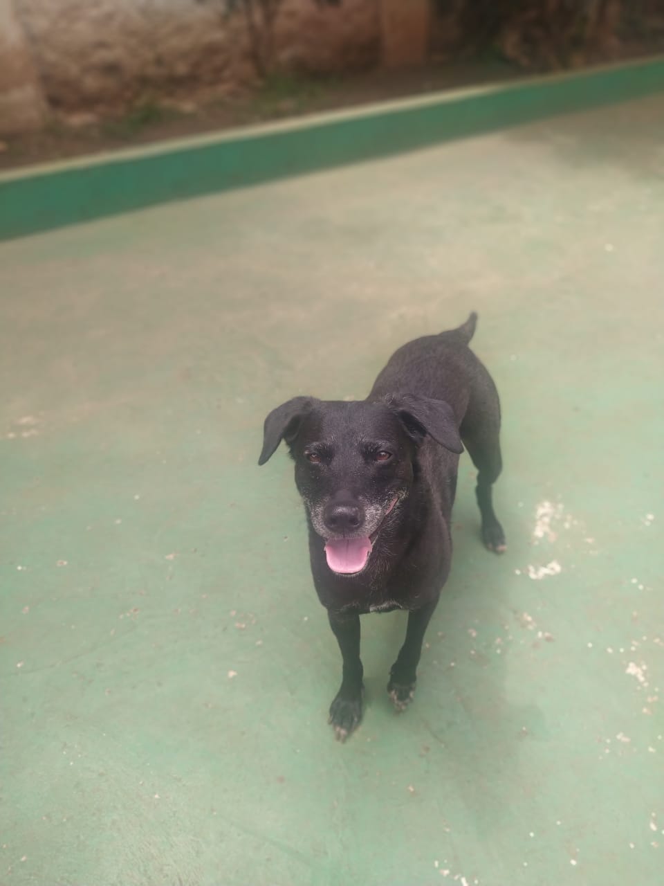 Foto do dia 10/11/2025 10:48  na clínica Animal House