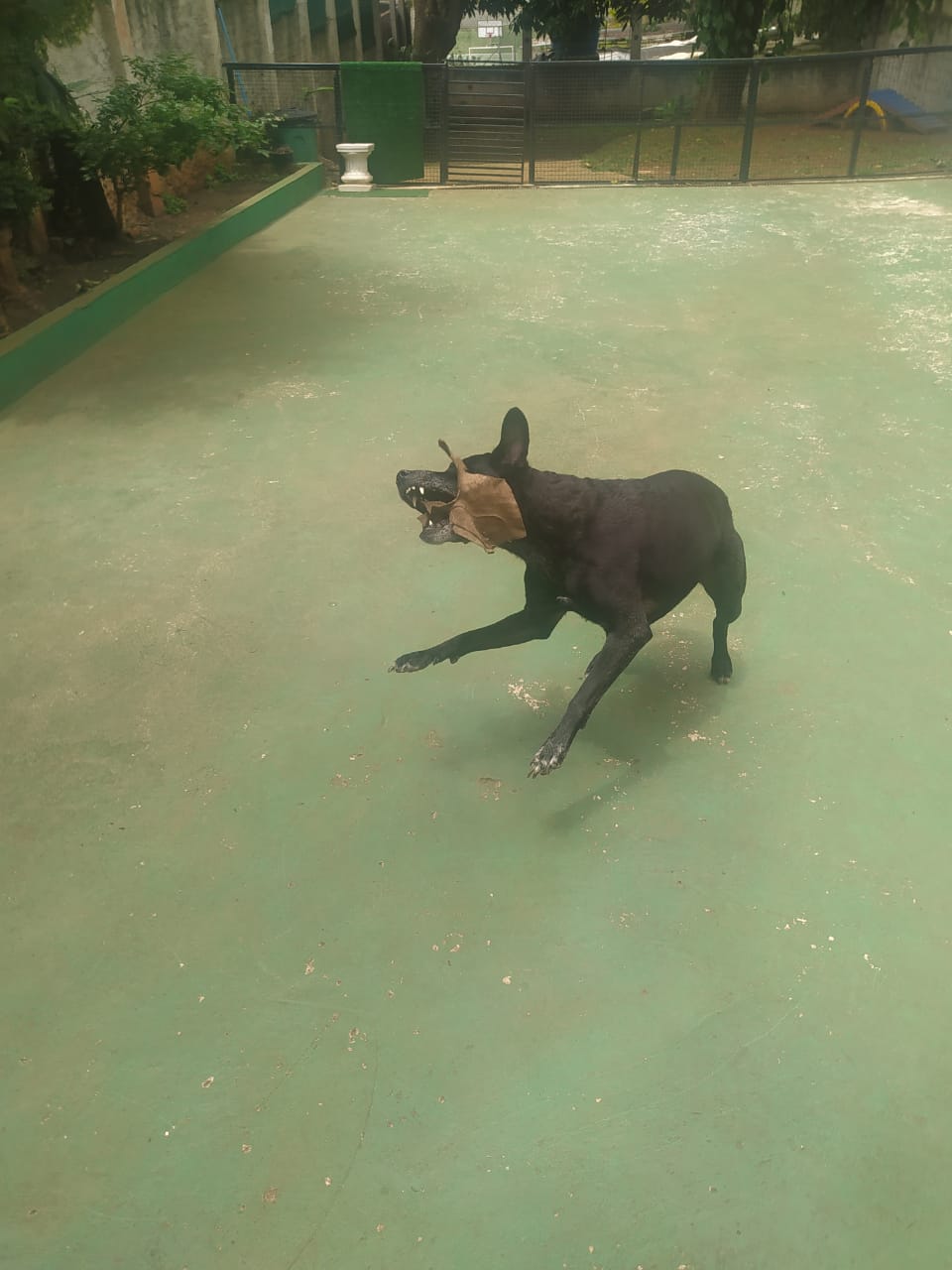 Foto do dia 10/11/2025 10:49  na clínica Animal House