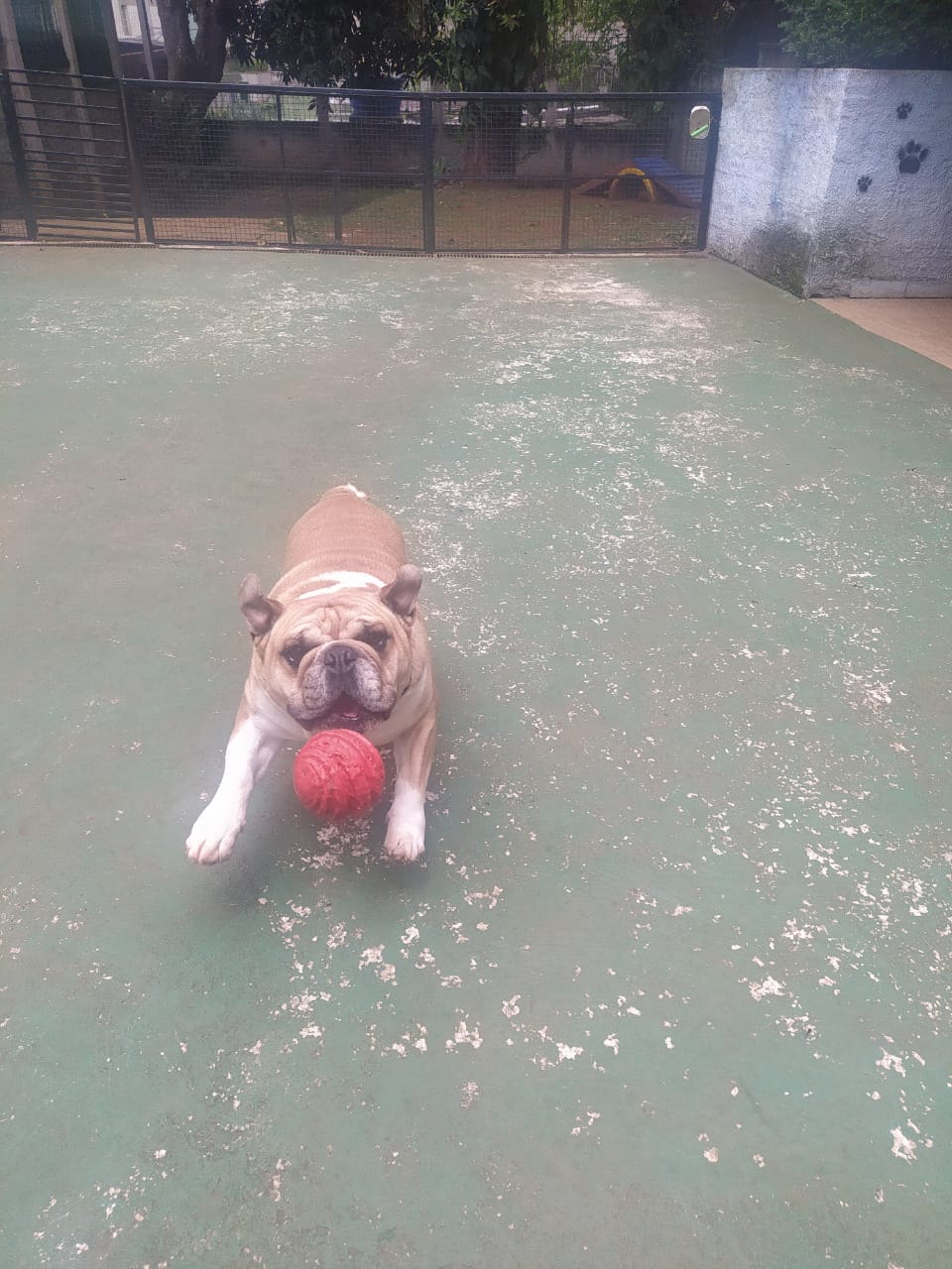 Foto do dia 10/11/2025 11:21  na clínica Animal House