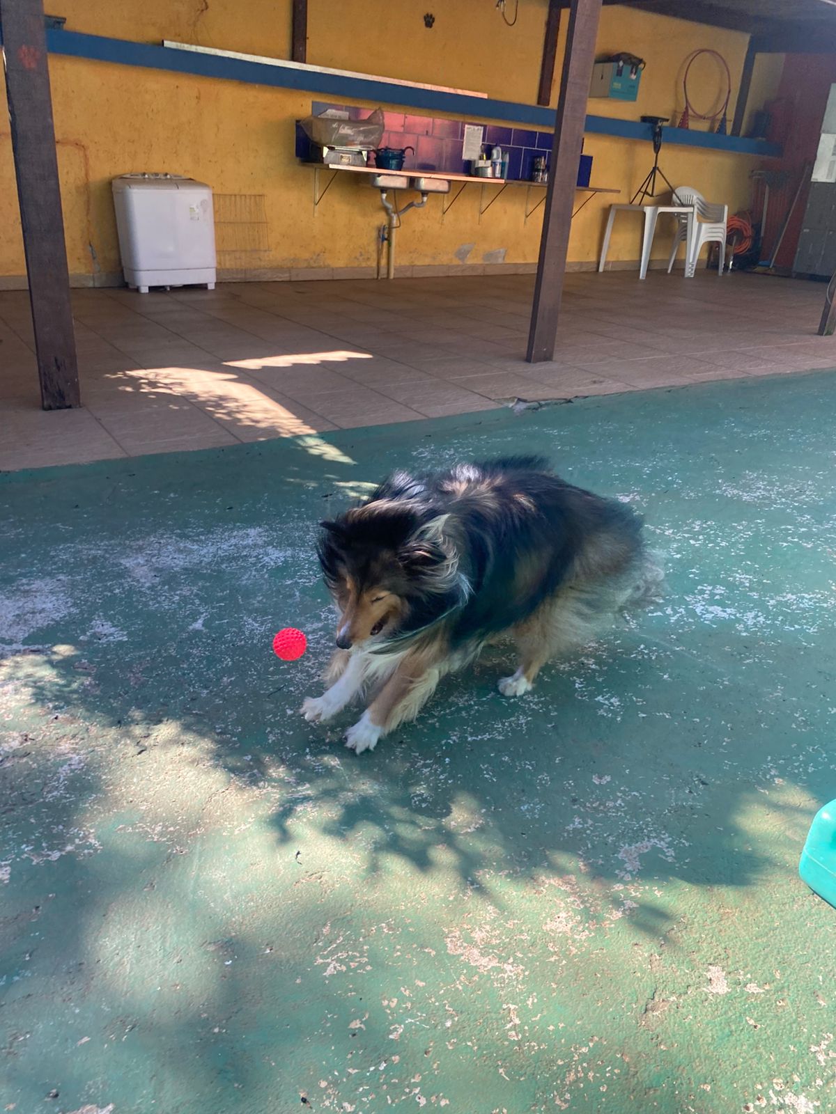 Foto do dia 11/11/2025 15:44  na clínica Animal House