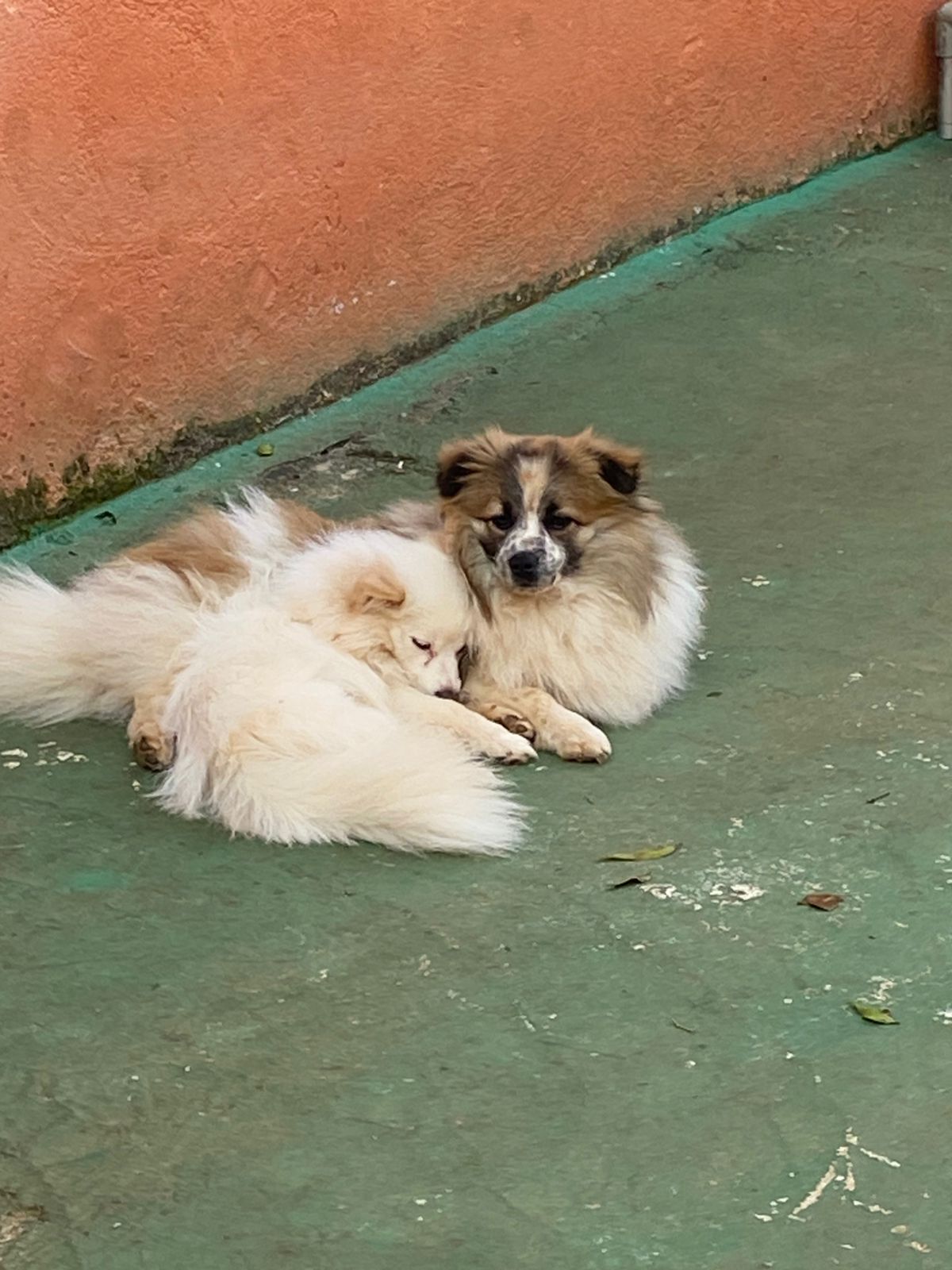 Foto do dia 12/11/2025 17:09  na clínica Animal House