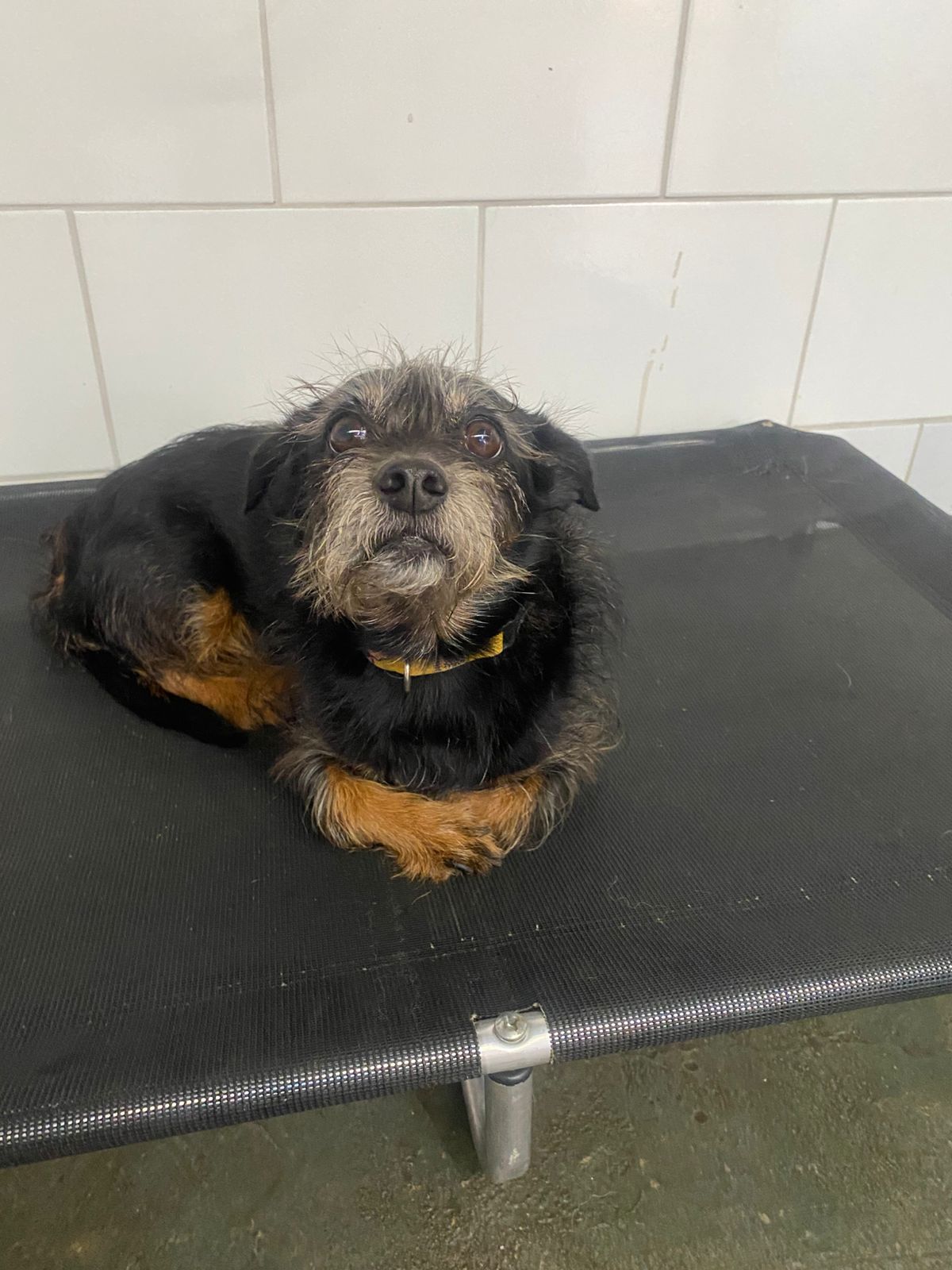 Foto do dia 17/11/2025 16:26  na clínica Animal House