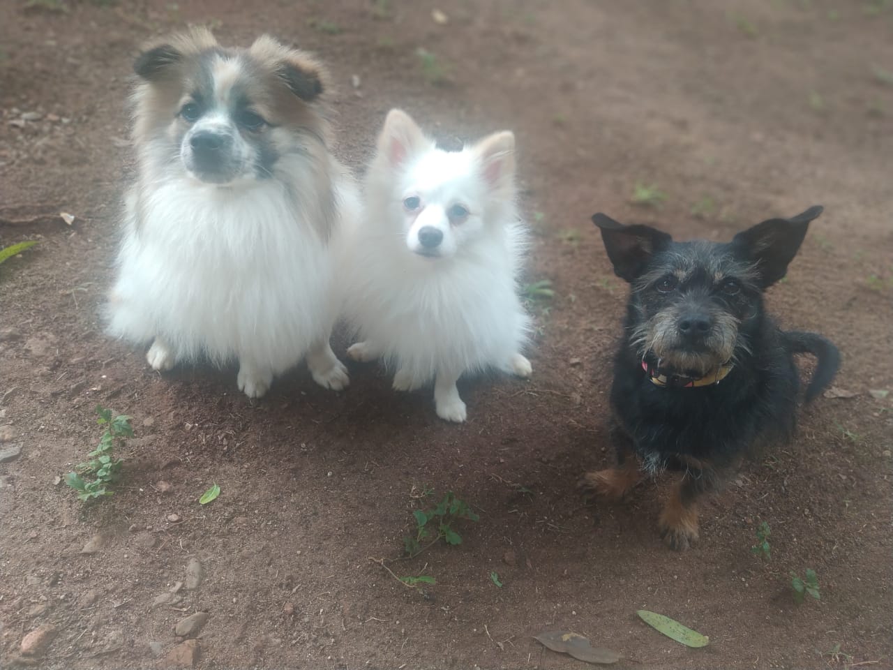 * _Família Nelson_ *