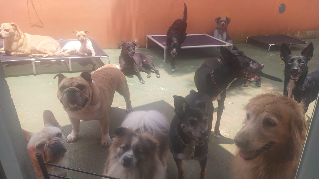 Foto do dia 28/11/2025 12:36  na clínica Animal House