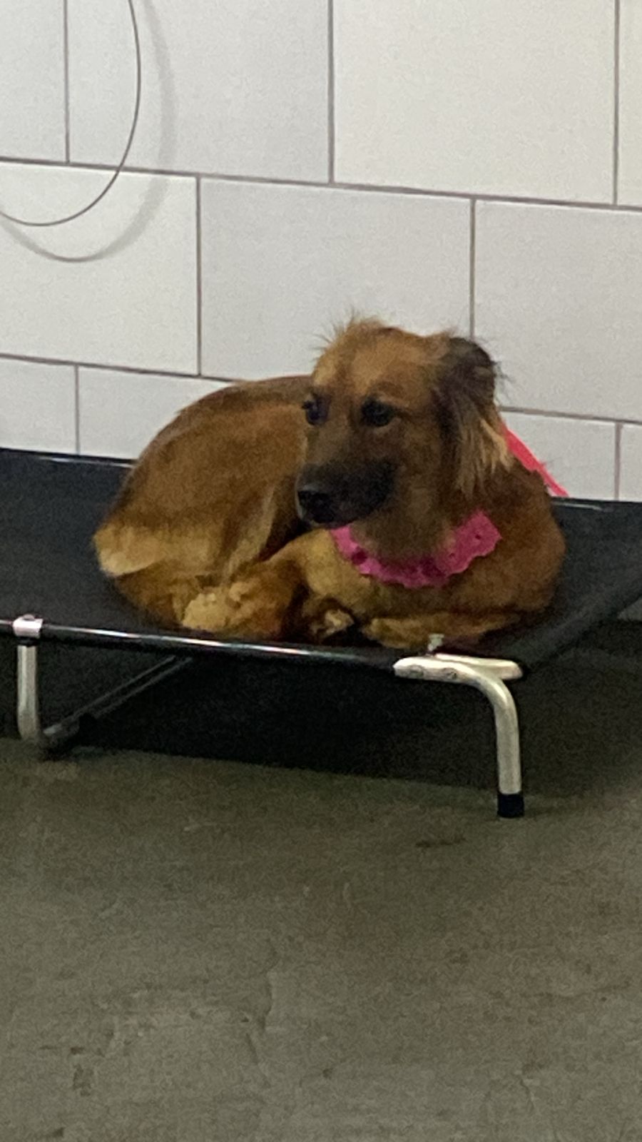 Foto do dia 02/12/2025 16:56  na clínica Animal House