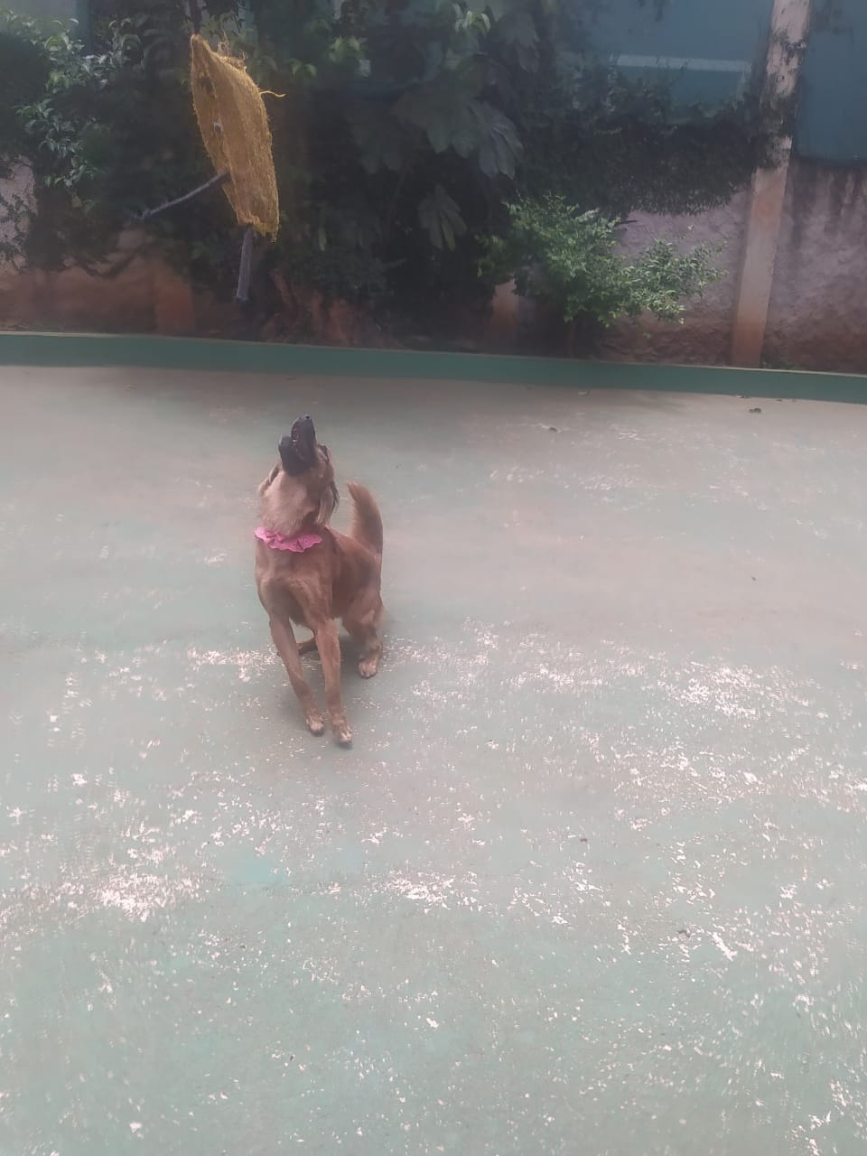 Foto do dia 04/12/2025 11:22  na clínica Animal House