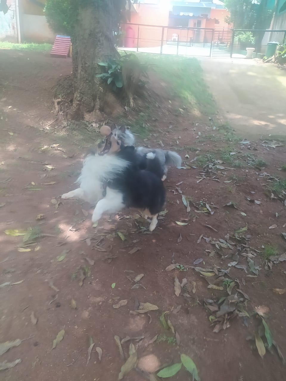 Foto do dia 04/12/2025 11:36  na clínica Animal House