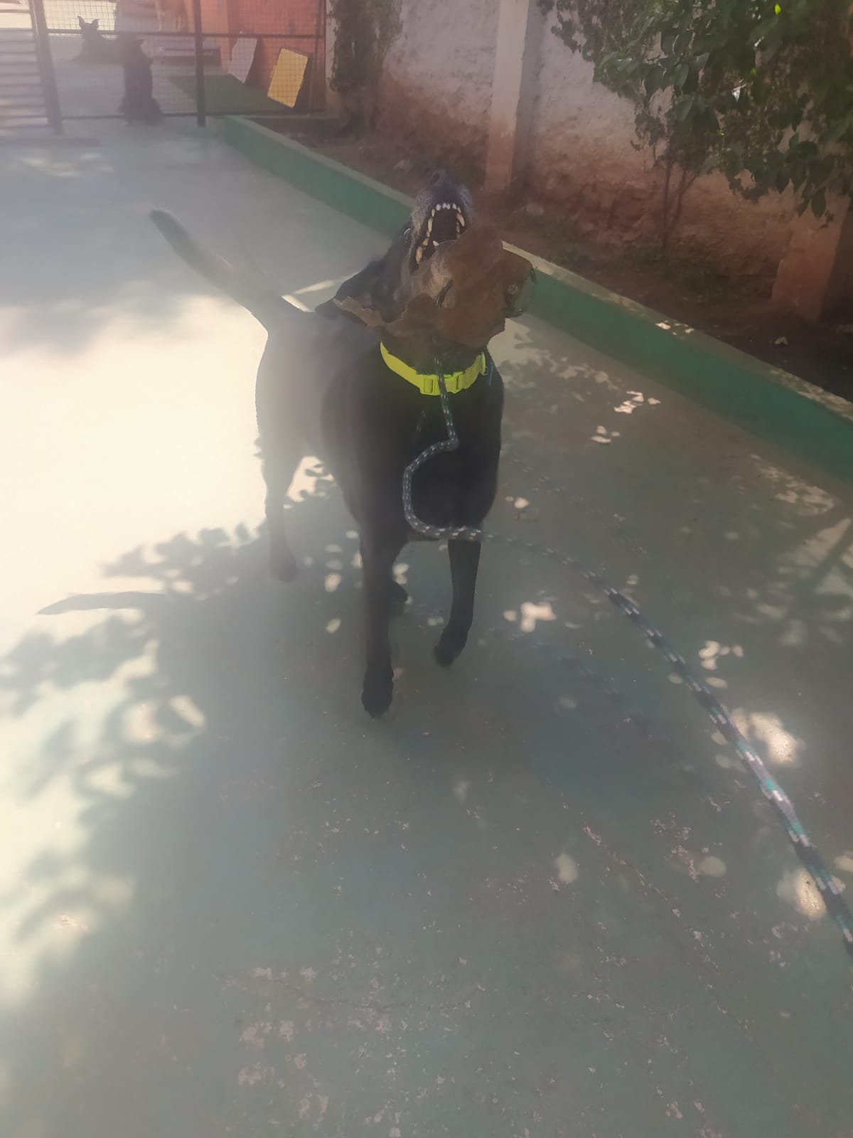 Foto do dia 05/12/2025 09:57  na clínica Animal House