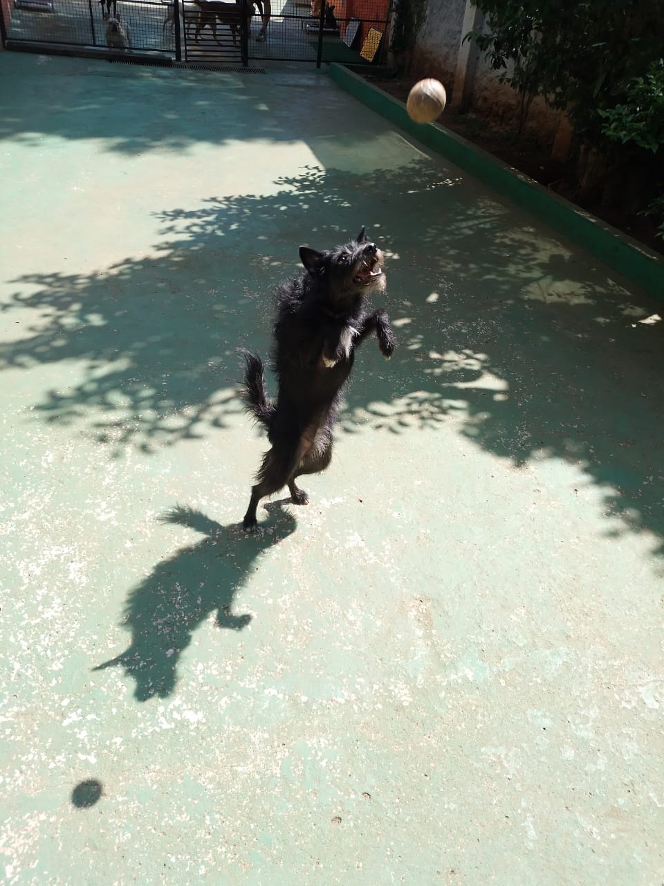 Foto do dia 05/12/2025 10:00  na clínica Animal House