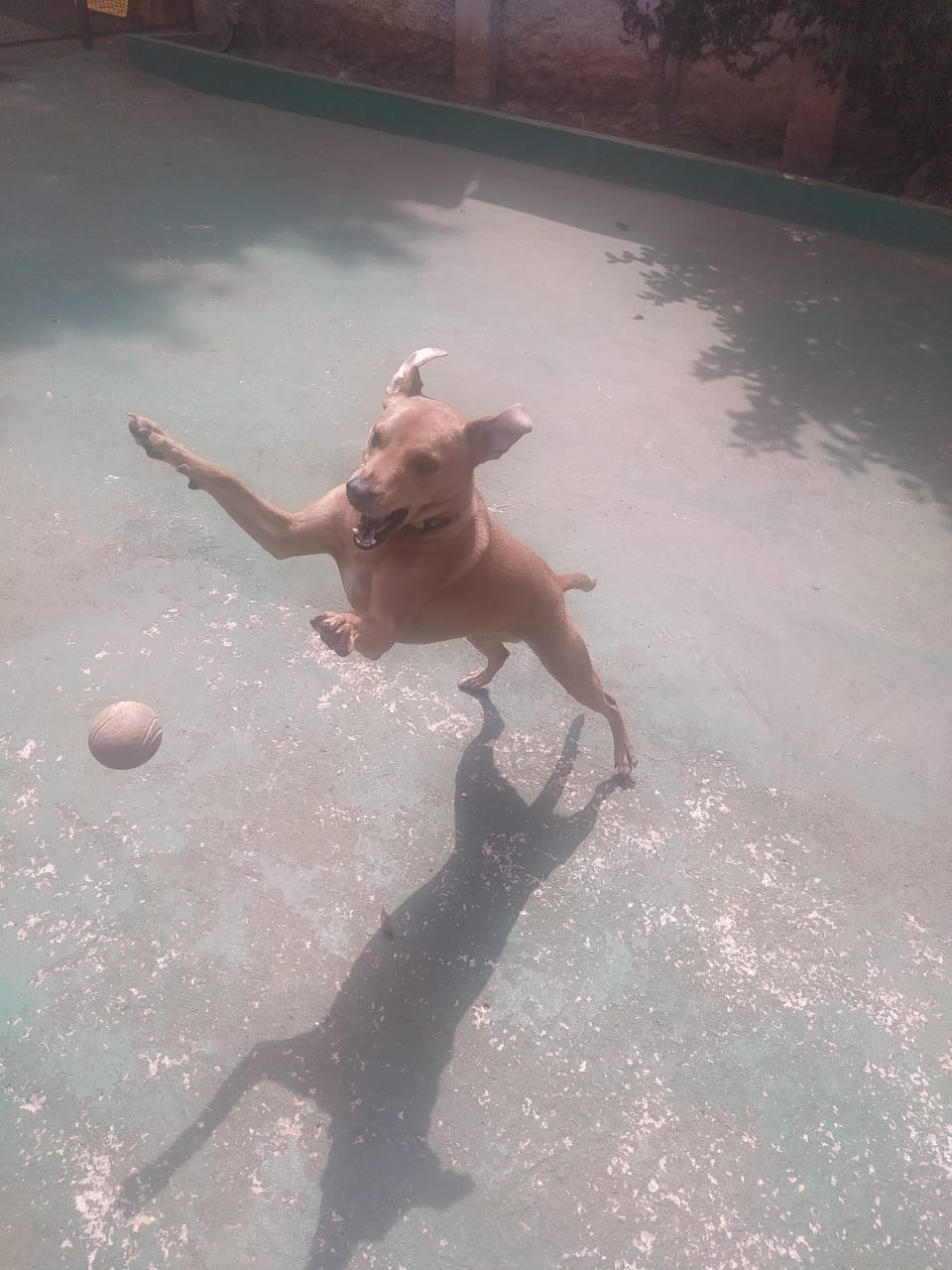 Foto do dia 08/12/2025 10:02  na clínica Animal House