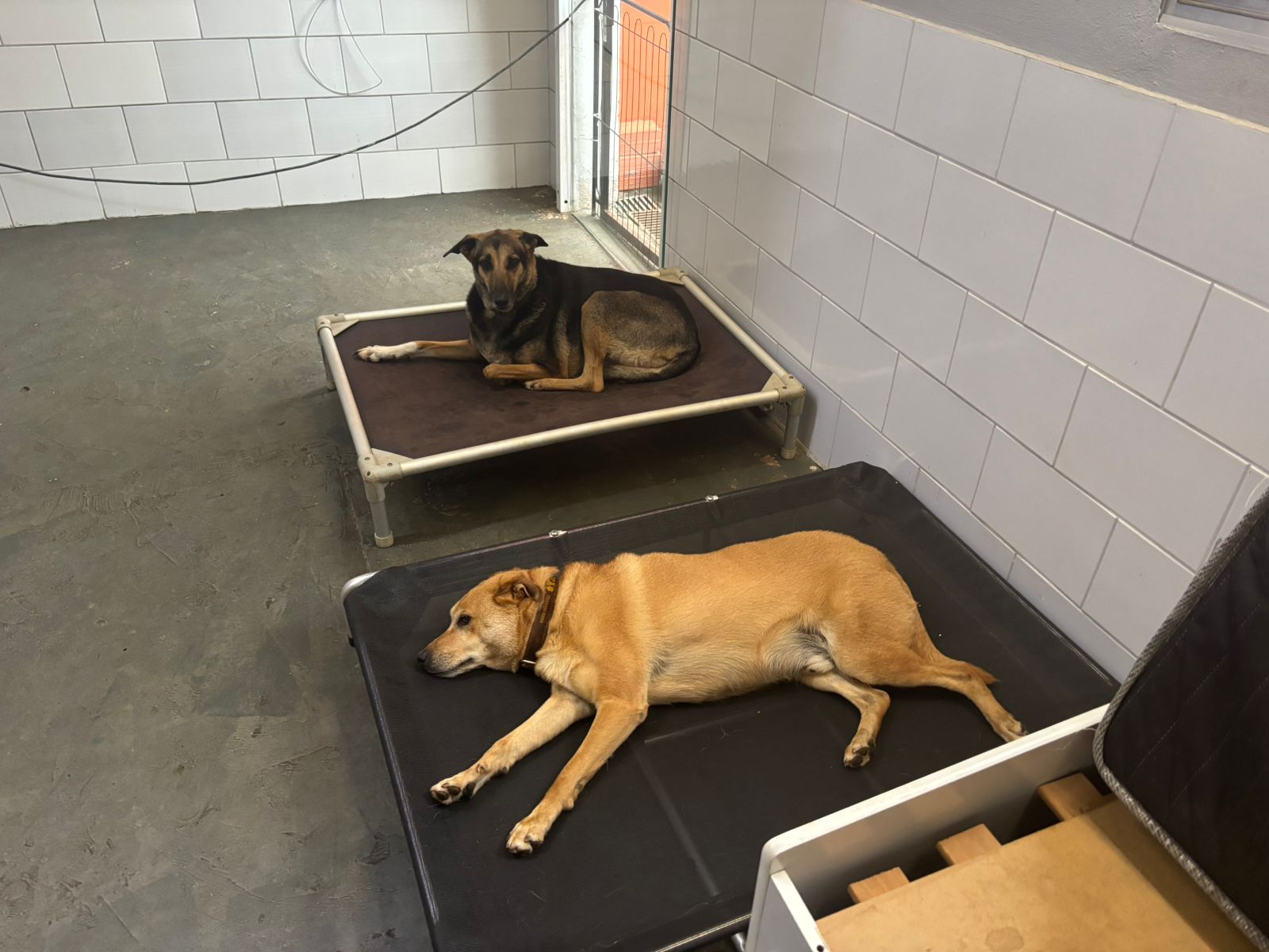 Foto do dia 08/12/2025 14:23  na clínica Animal House