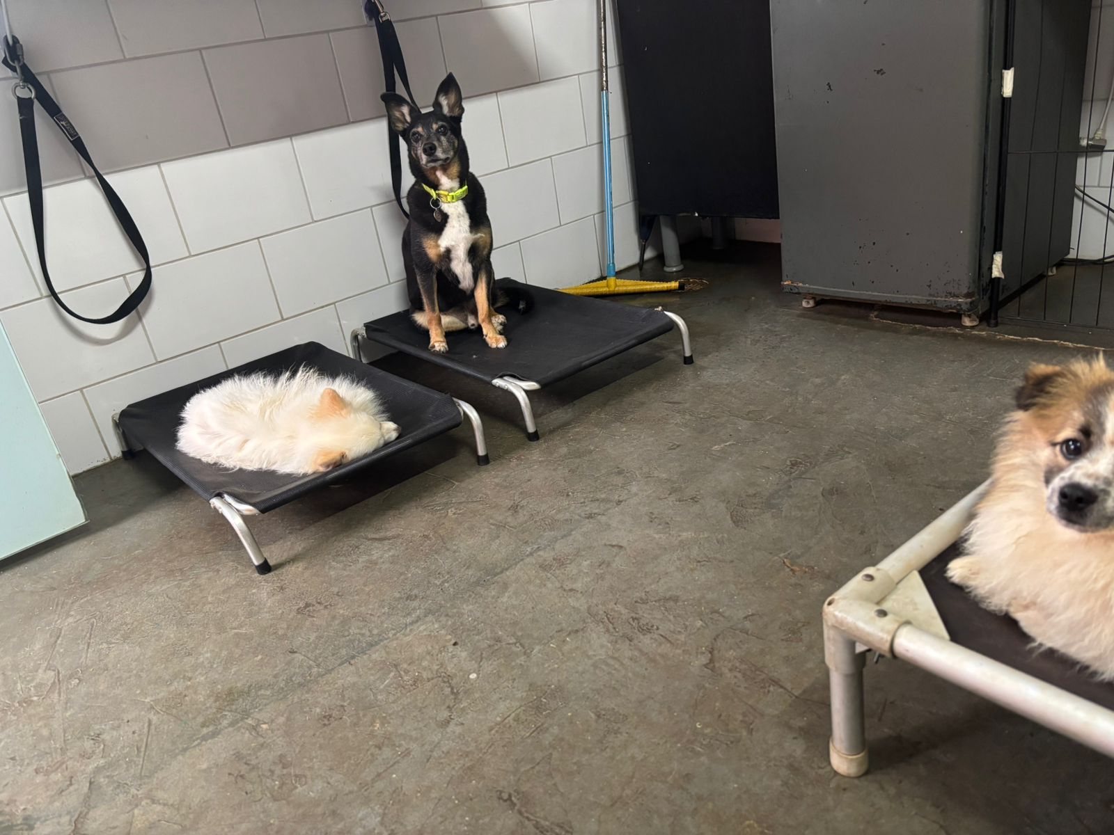 Foto do dia 09/12/2025 17:17  na clínica Animal House