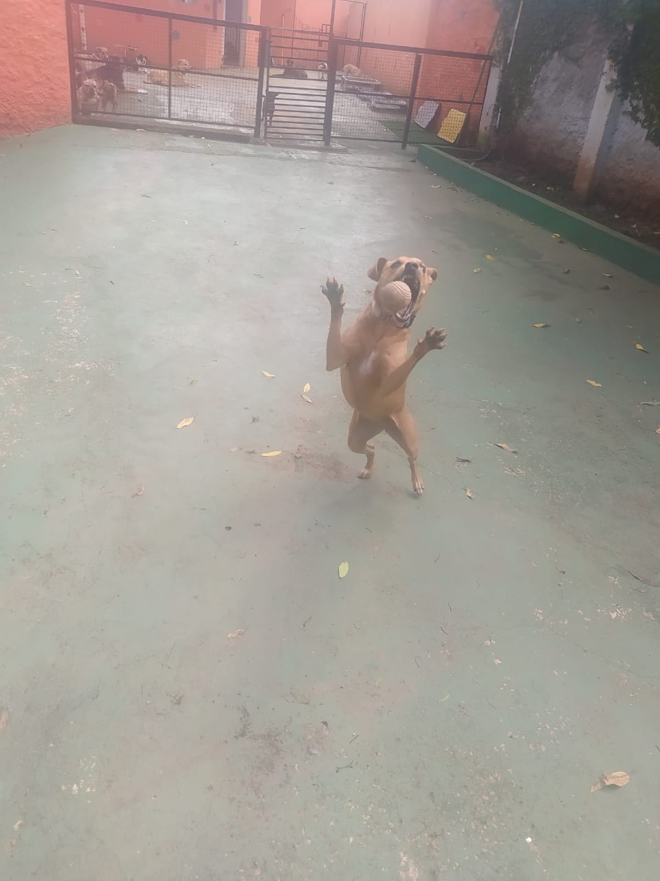 Foto do dia 10/12/2025 09:38  na clínica Animal House