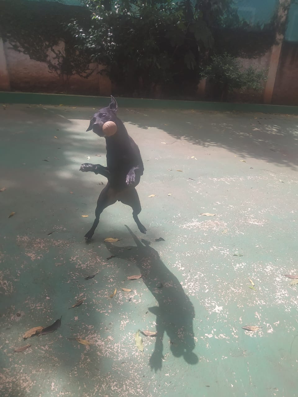 Foto do dia 10/12/2025 09:47  na clínica Animal House