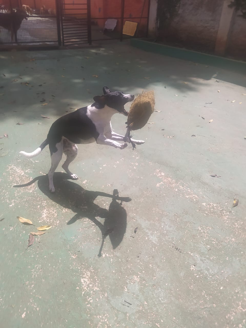 Foto do dia 10/12/2025 10:01  na clínica Animal House