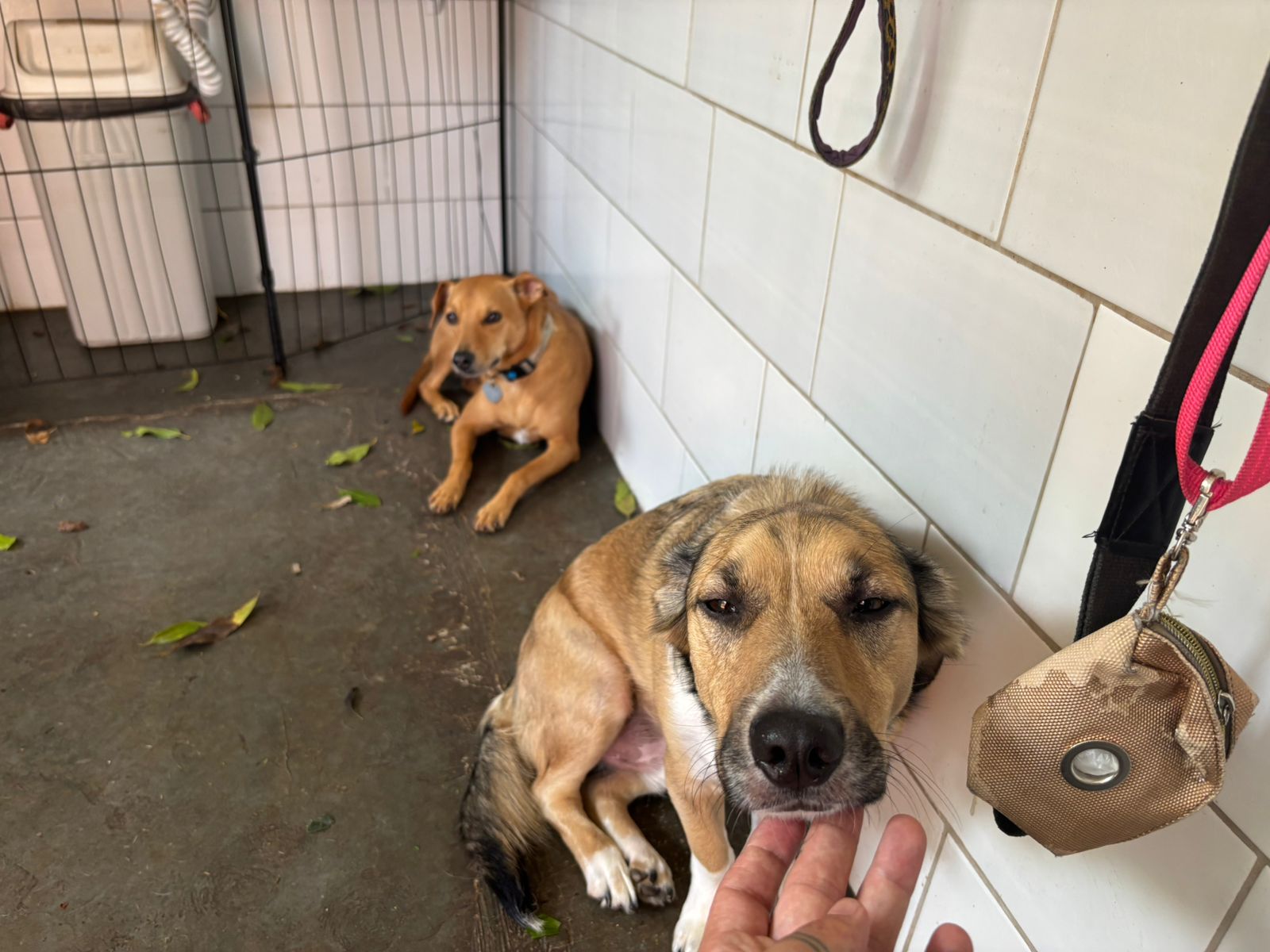 Foto do dia 10/12/2025 15:21  na clínica Animal House