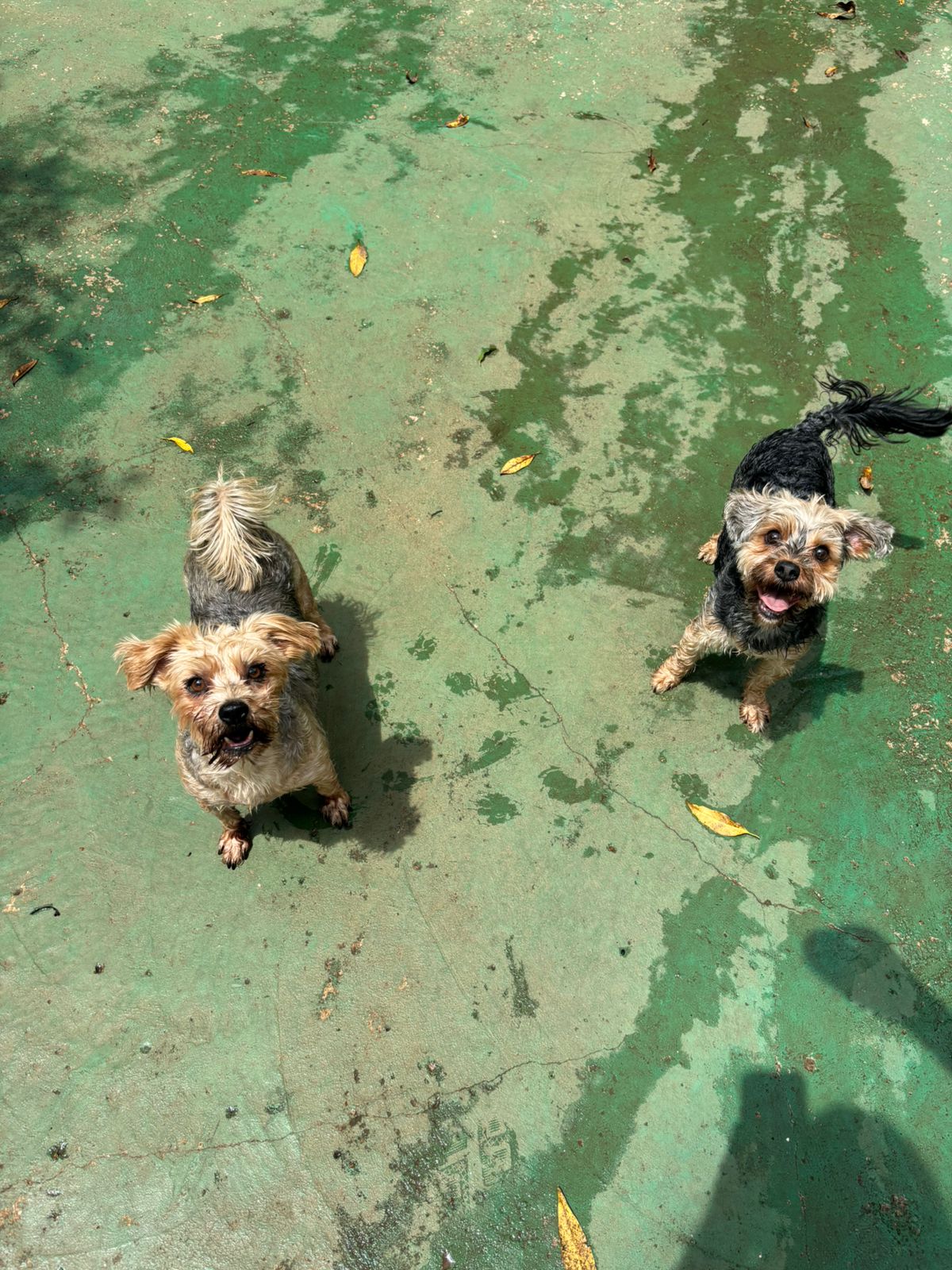 Foto do dia 16/12/2025 10:49  na clínica Animal House