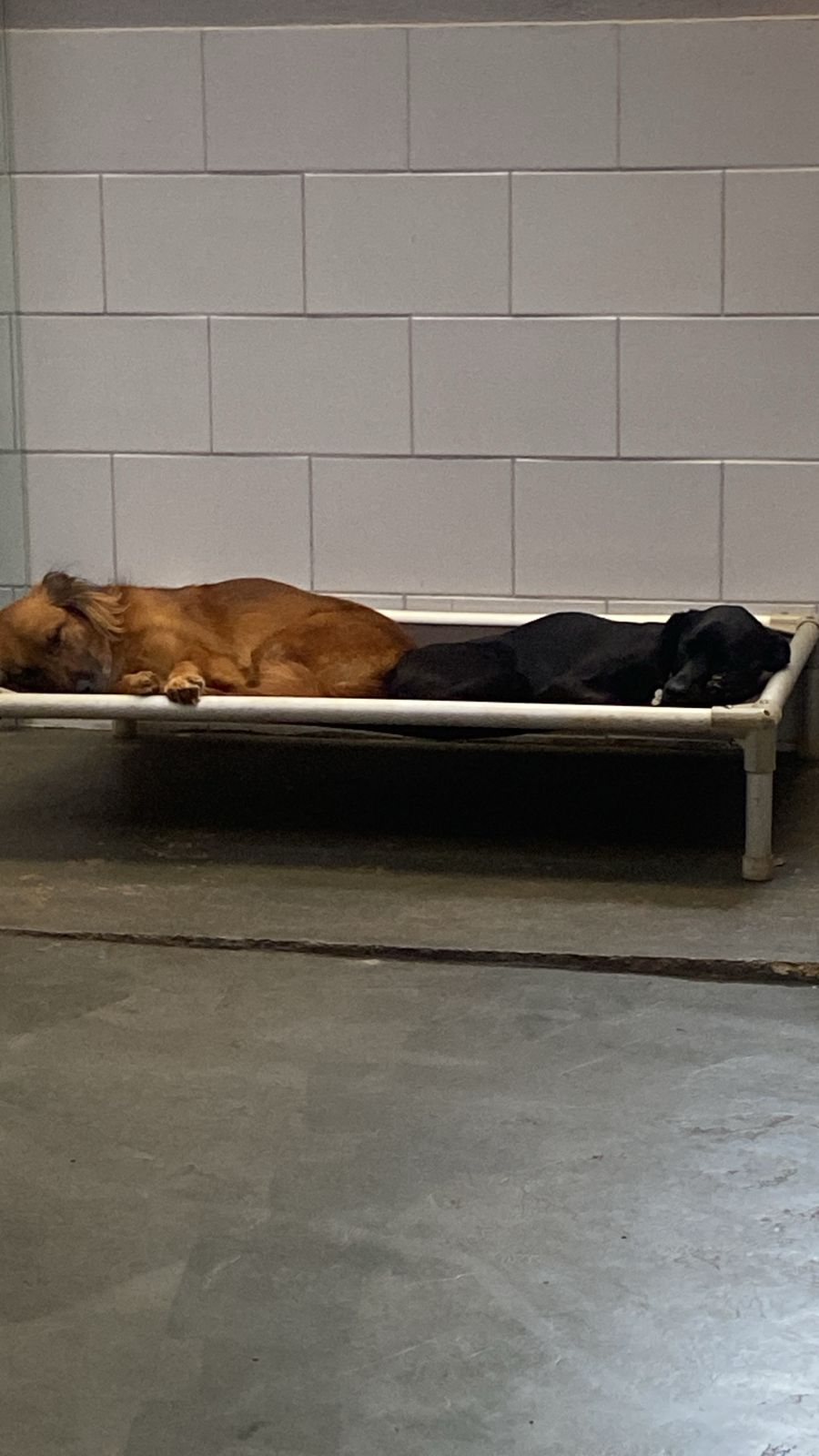 Sempre dormindo juntinhos 🫶🏻