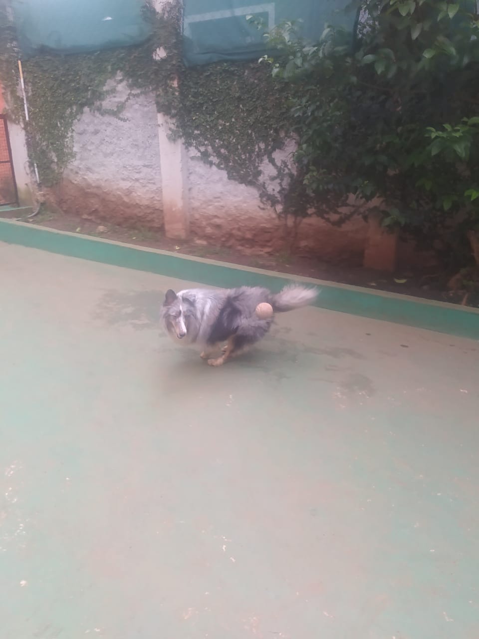 Foto do dia 18/12/2025 10:09  na clínica Animal House