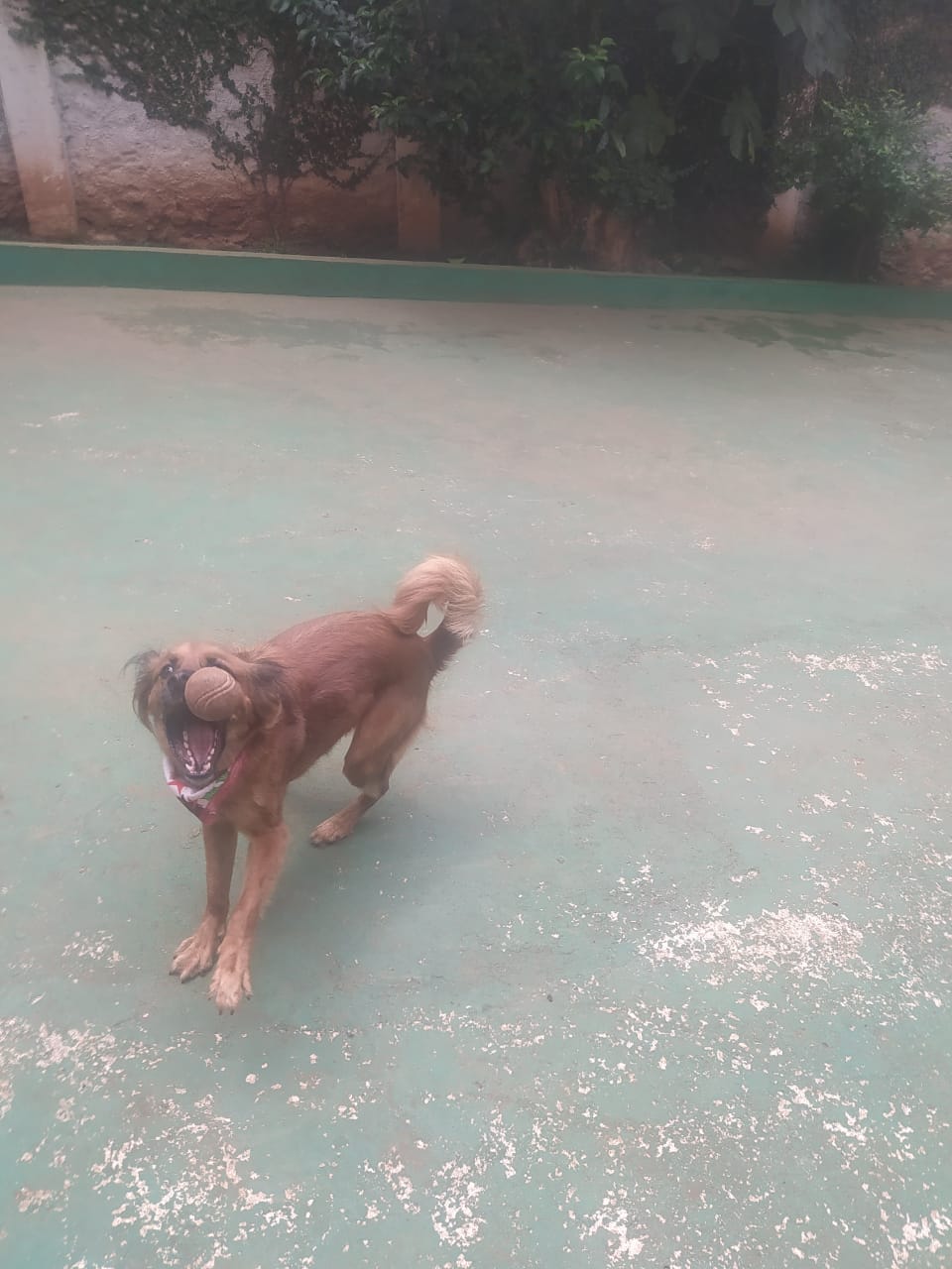 Foto do dia 18/12/2025 10:47  na clínica Animal House